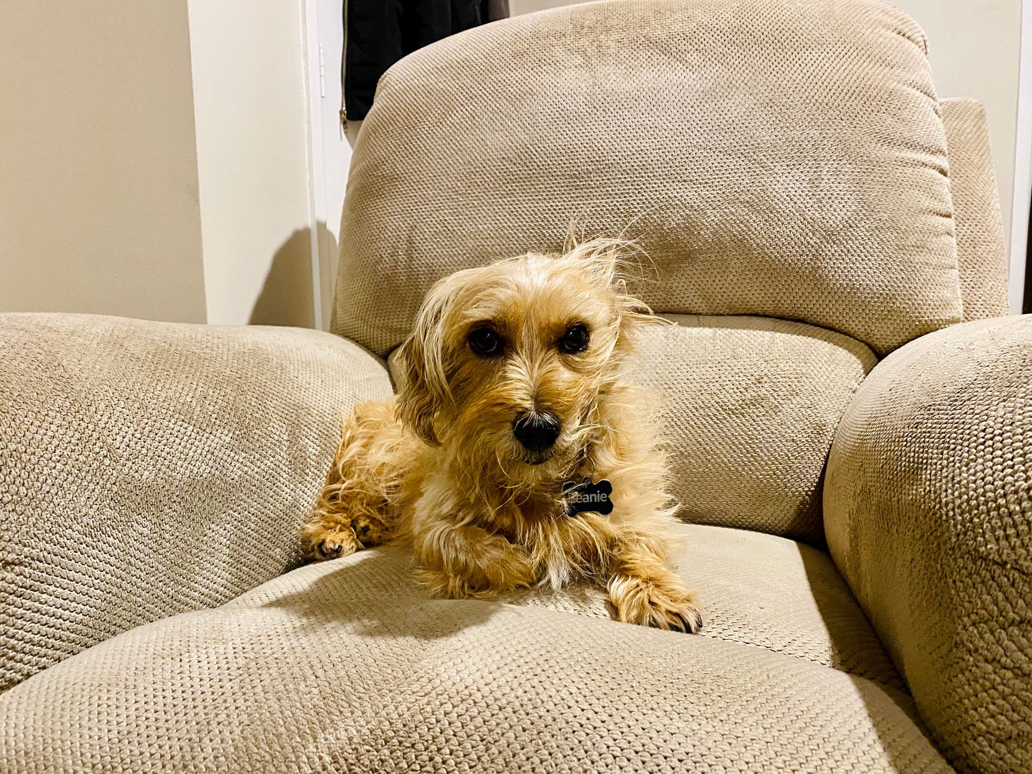 A photo of a small scruffy blonde dog sitting on a lounge chair with the hair on one side of his face all pushed back and up and his ear on the same side inside out somehow.
