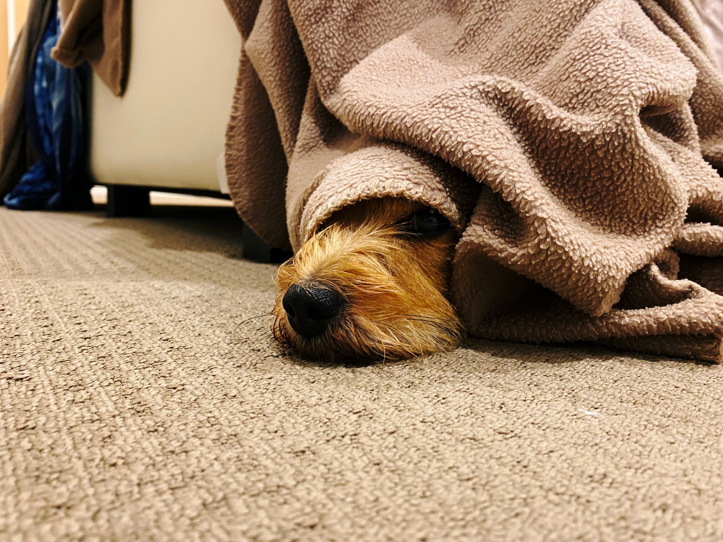 A photo of a small scruffy dog lying on the floor with just his snout and part of one eye poking out from underneath a brown blanket that's hanging down from our bed.