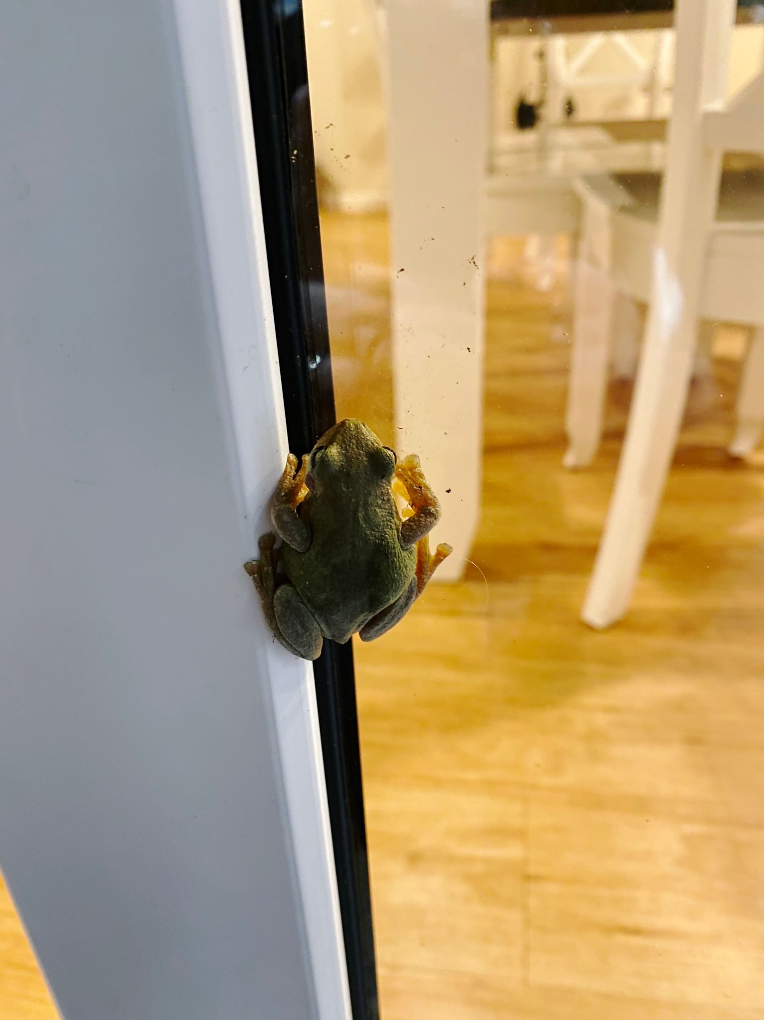 A photo of a small brownish-green frog sitting on a glass door.