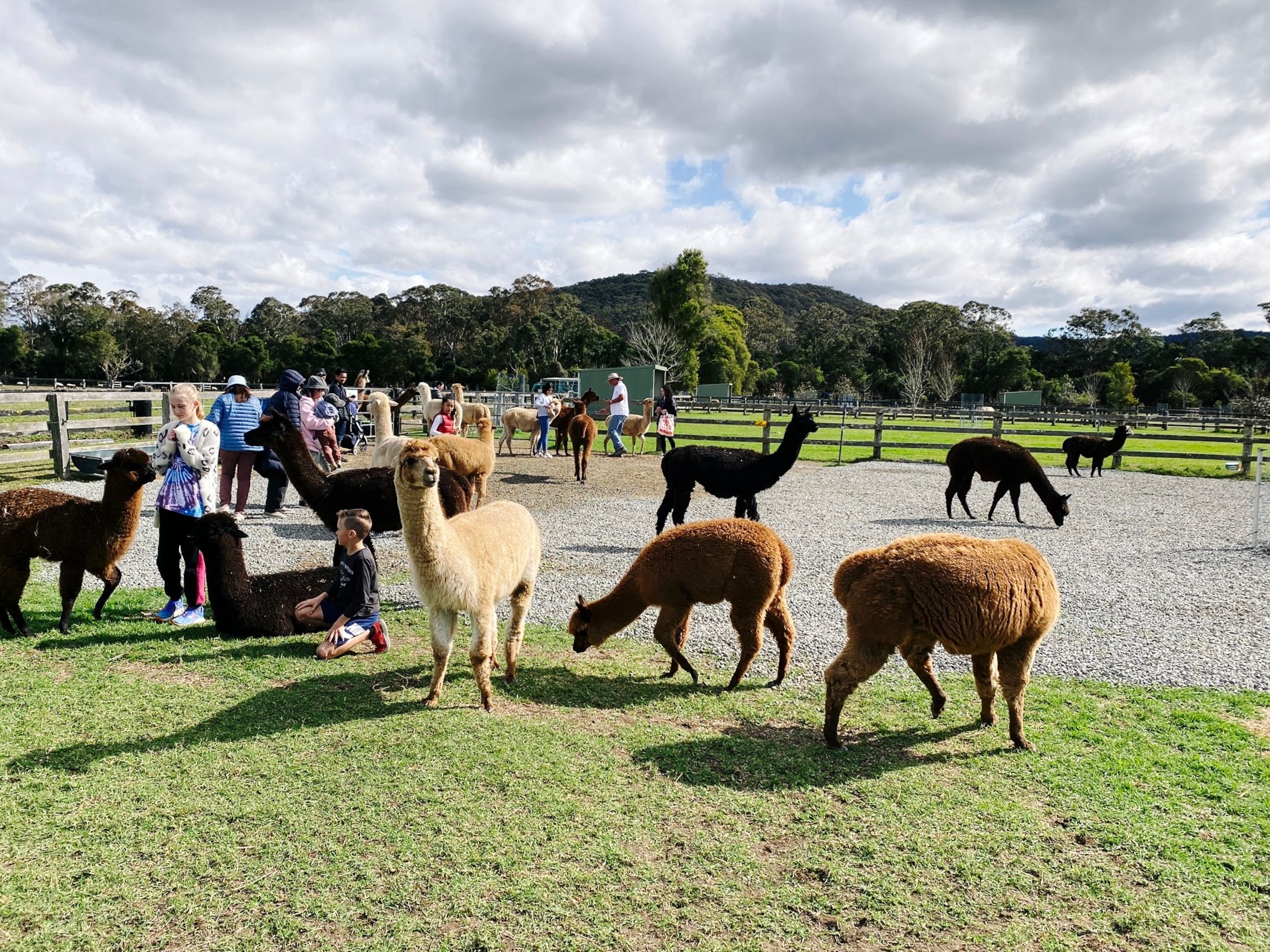 A photo of a farm field with a bunch of alpacas and people feeding them.
