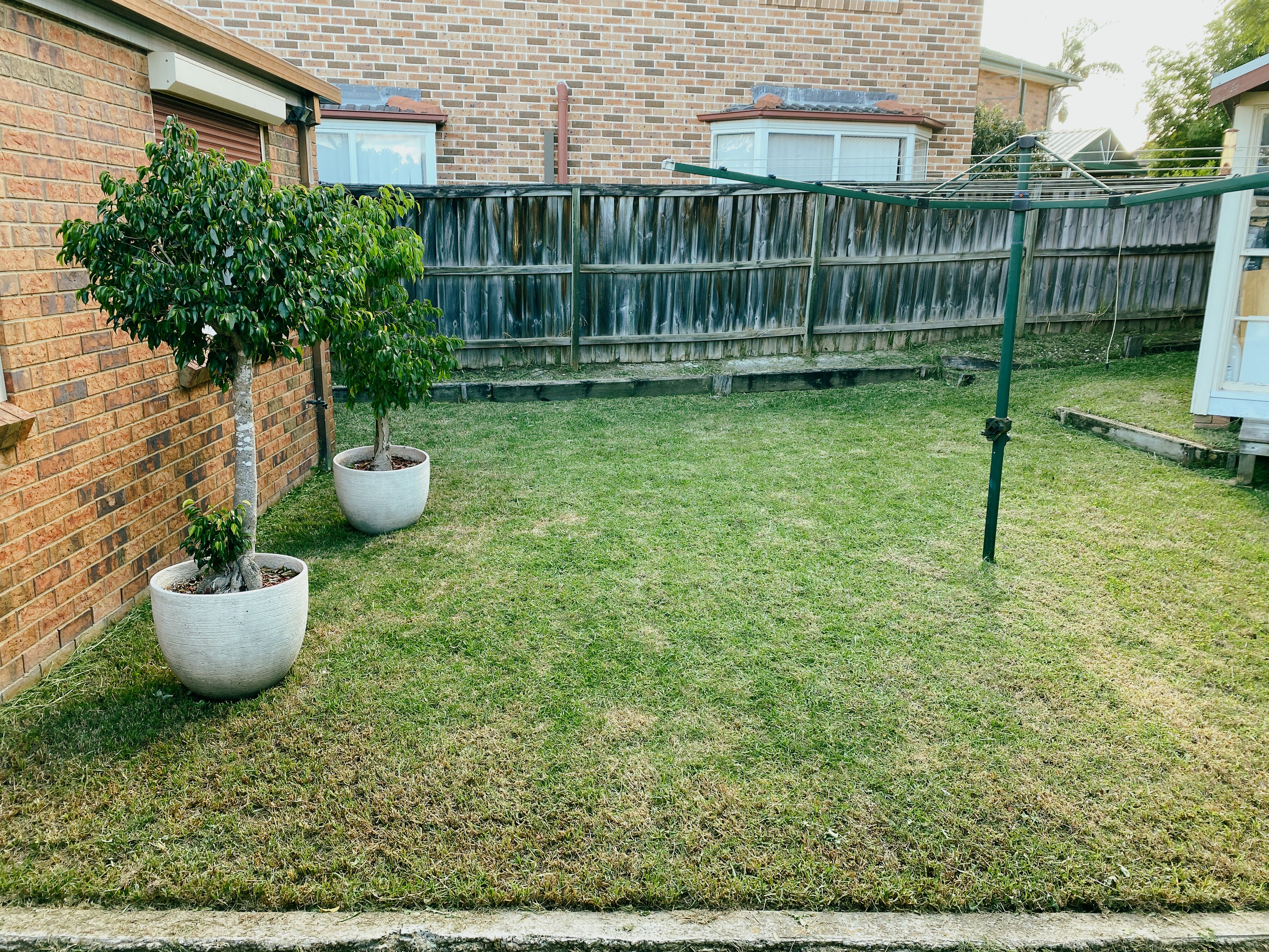 A photo looking out at the back yard. The fence is rickety as hell but the grass is neat and tidy here as well. There's two trees in big pots at the left.