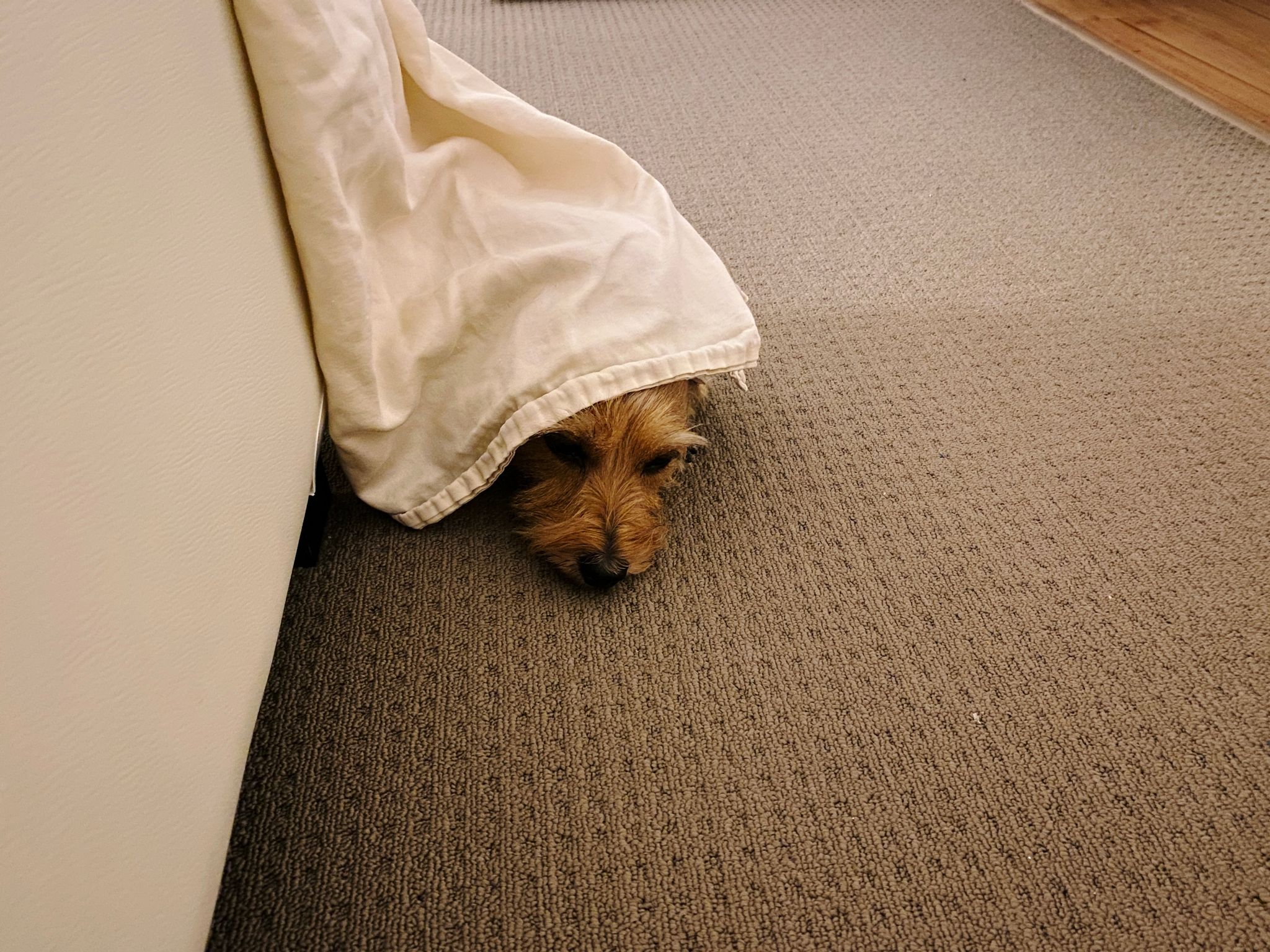 A photo of a small scruffy blonde dog's head poking out the bottom of a sheet that's dangling down from the end of a bed.