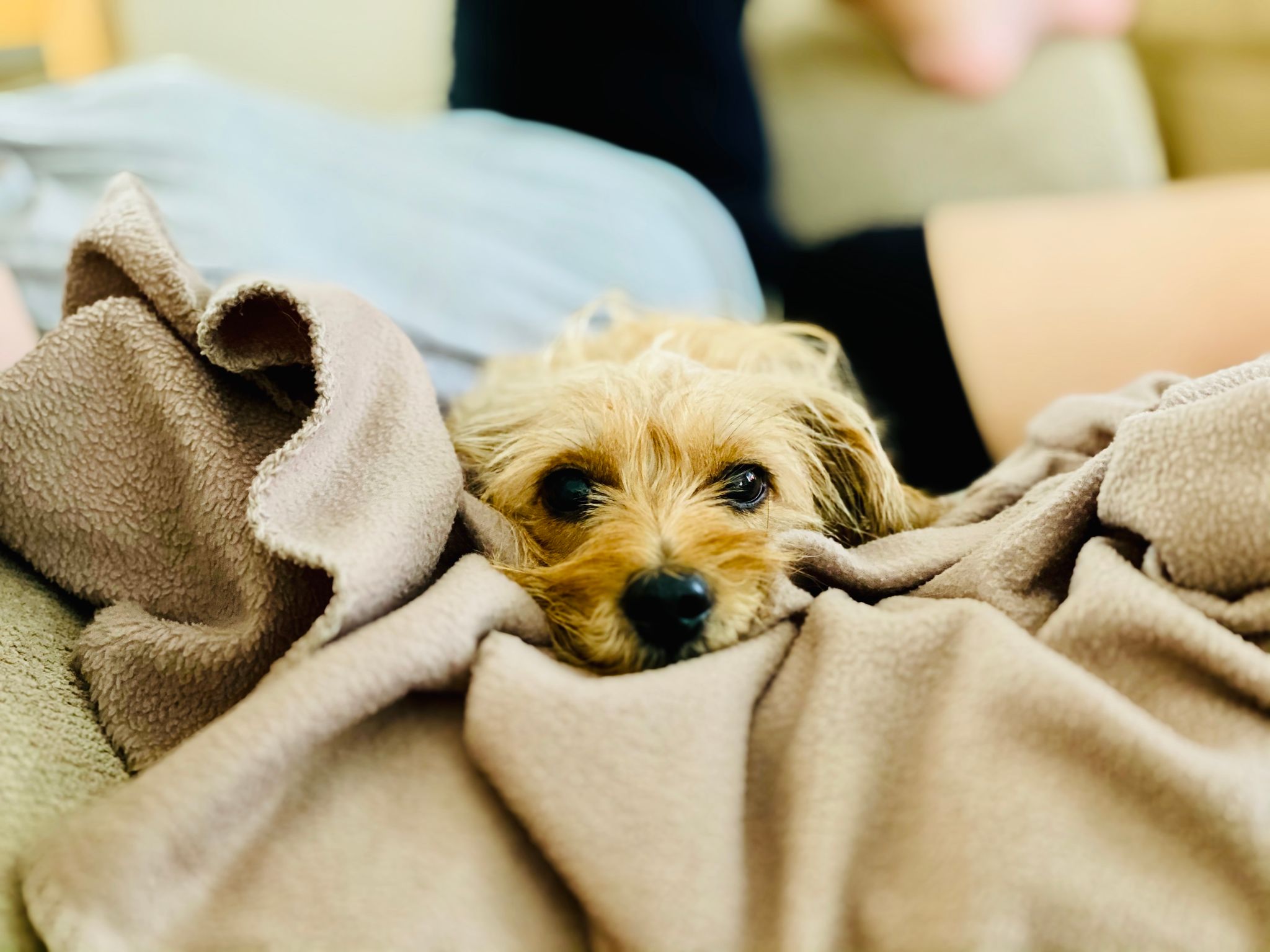 A photo of the same small scruffy blonde dog with his head resting on the blanket, looking quite sleepy.