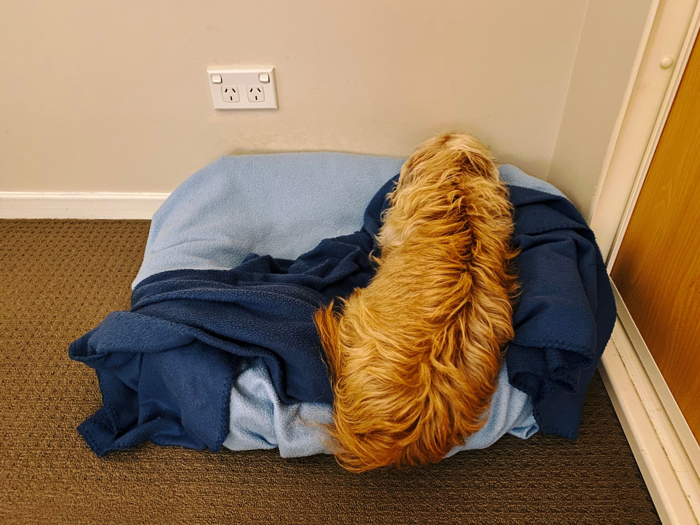 A photo of a small scruffy blonde dog lying in his dog bed that has blankets on top of it and has the back of it against the wall. The bed is a rectangular one with raised up sides, and instead of lying in the middle of it along the longest axis, he's lying dead straight along the short axis, right at the far right-hand side with his nose jammed against the wall.