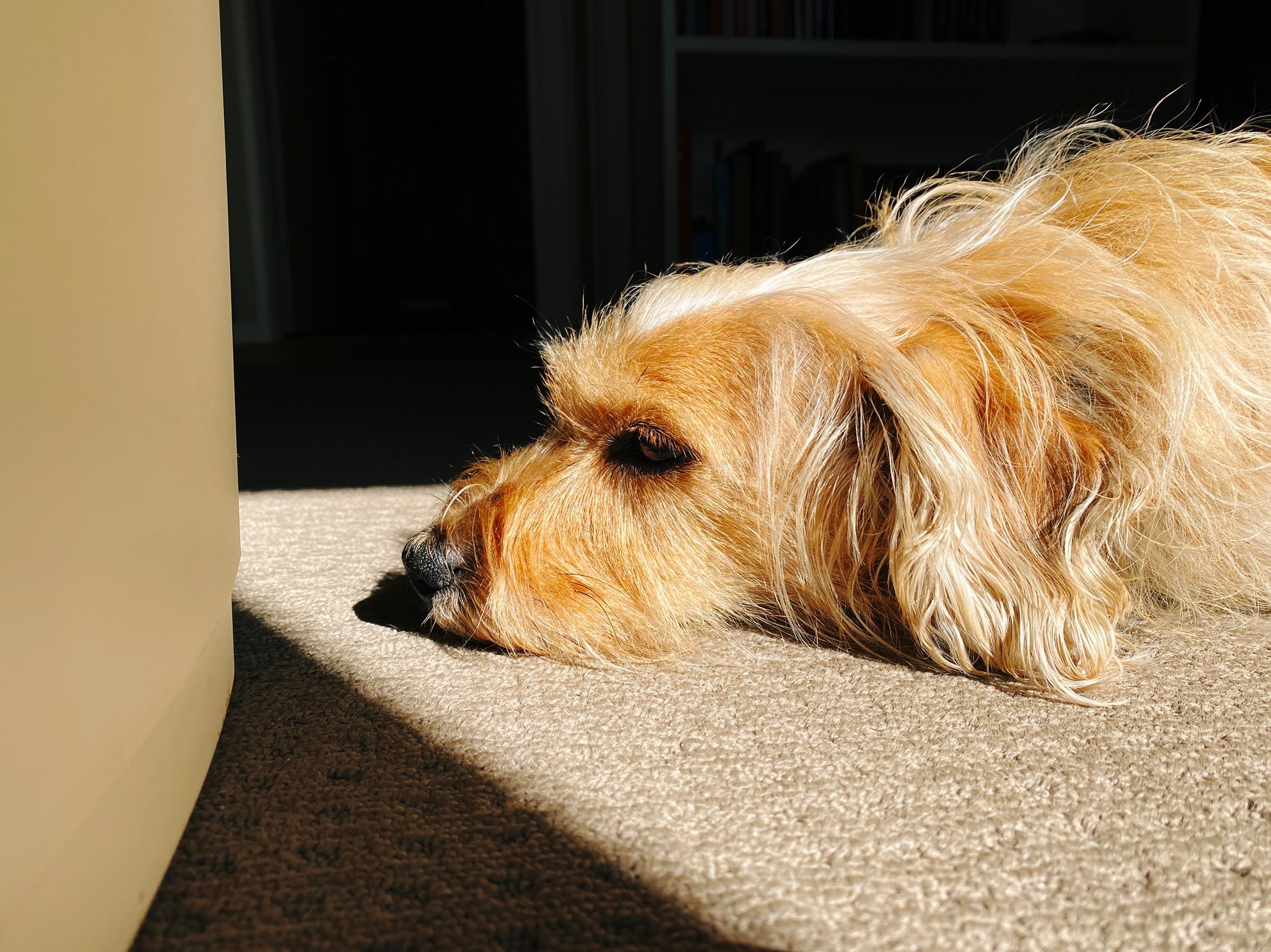A photo of the front-half of a small scruffy blonde dog who's lying in a patch of sunshine.