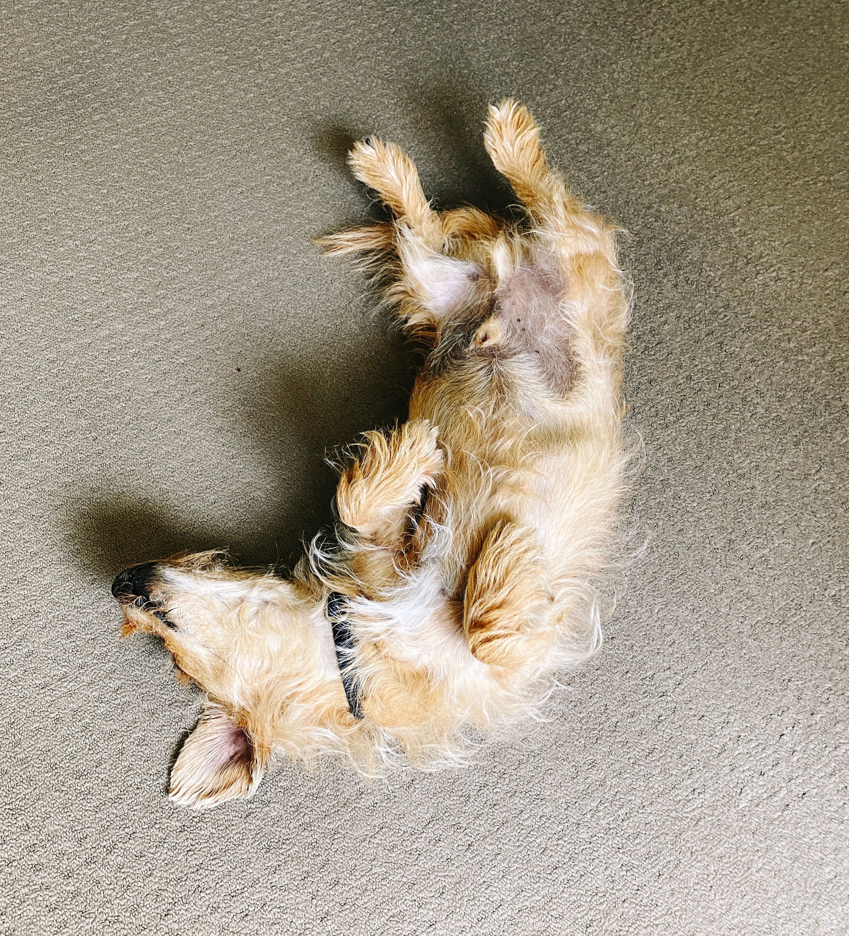 A photo of a small scruffy blonde dog lying upside-down on the floor with his legs in the air.