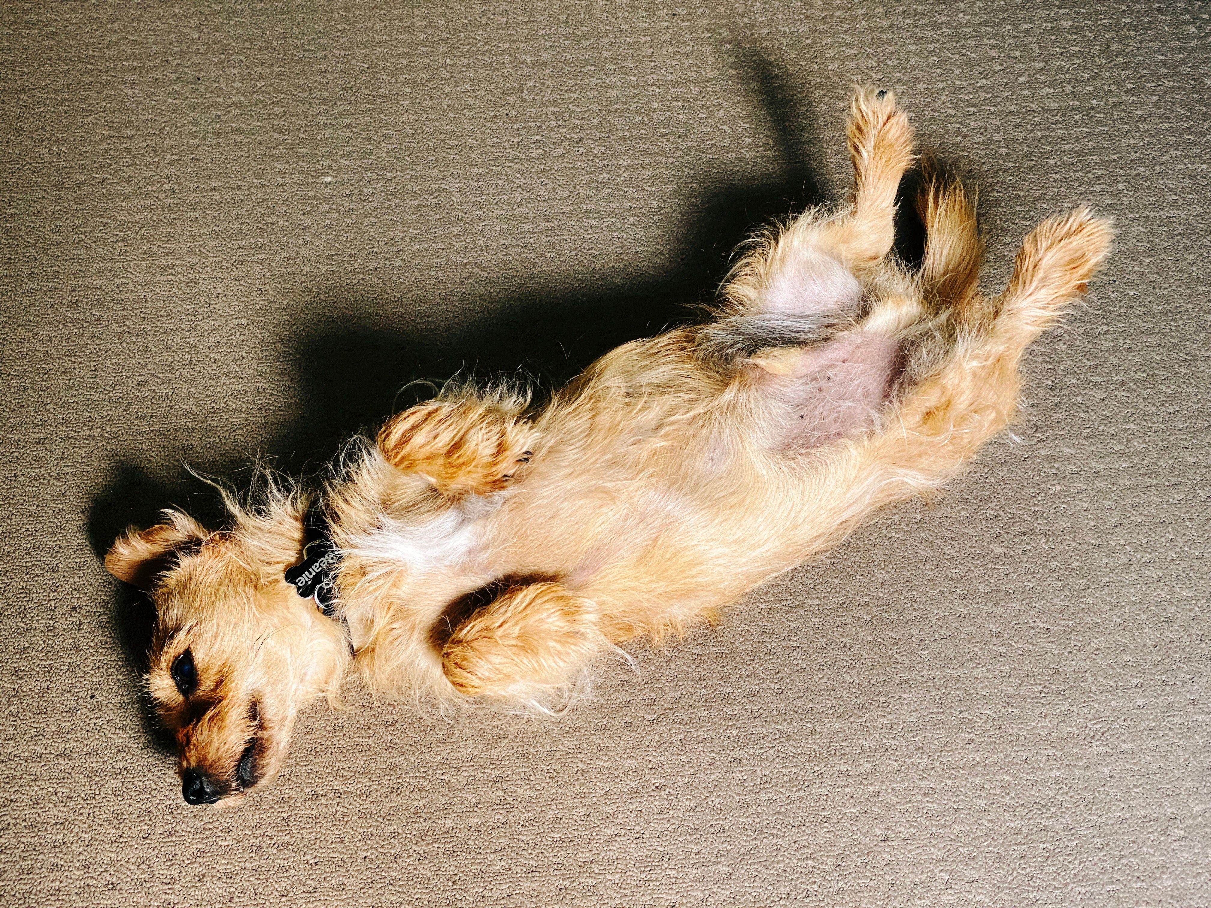 A photo of a small scruffy blonde dog lying upside-down on his back, all stretched out, with his legs in the air.