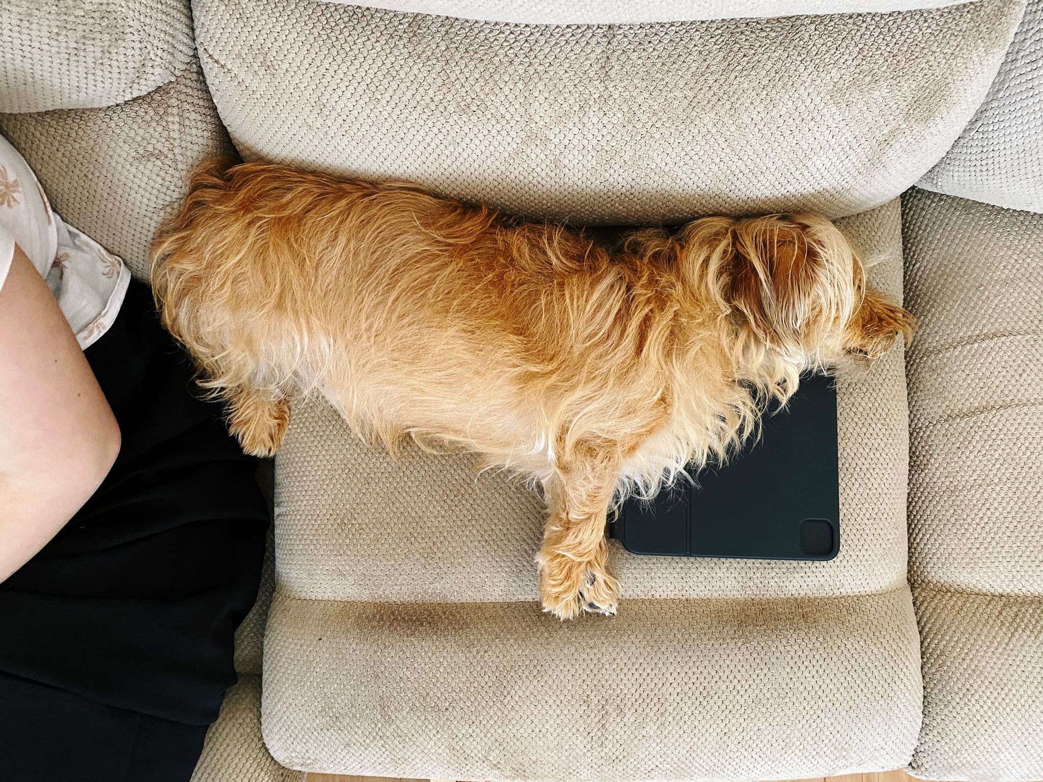 A photo of a small scruffy blonde dog stretched out to full length across a Magic Keyboard case for the iPad Pro.