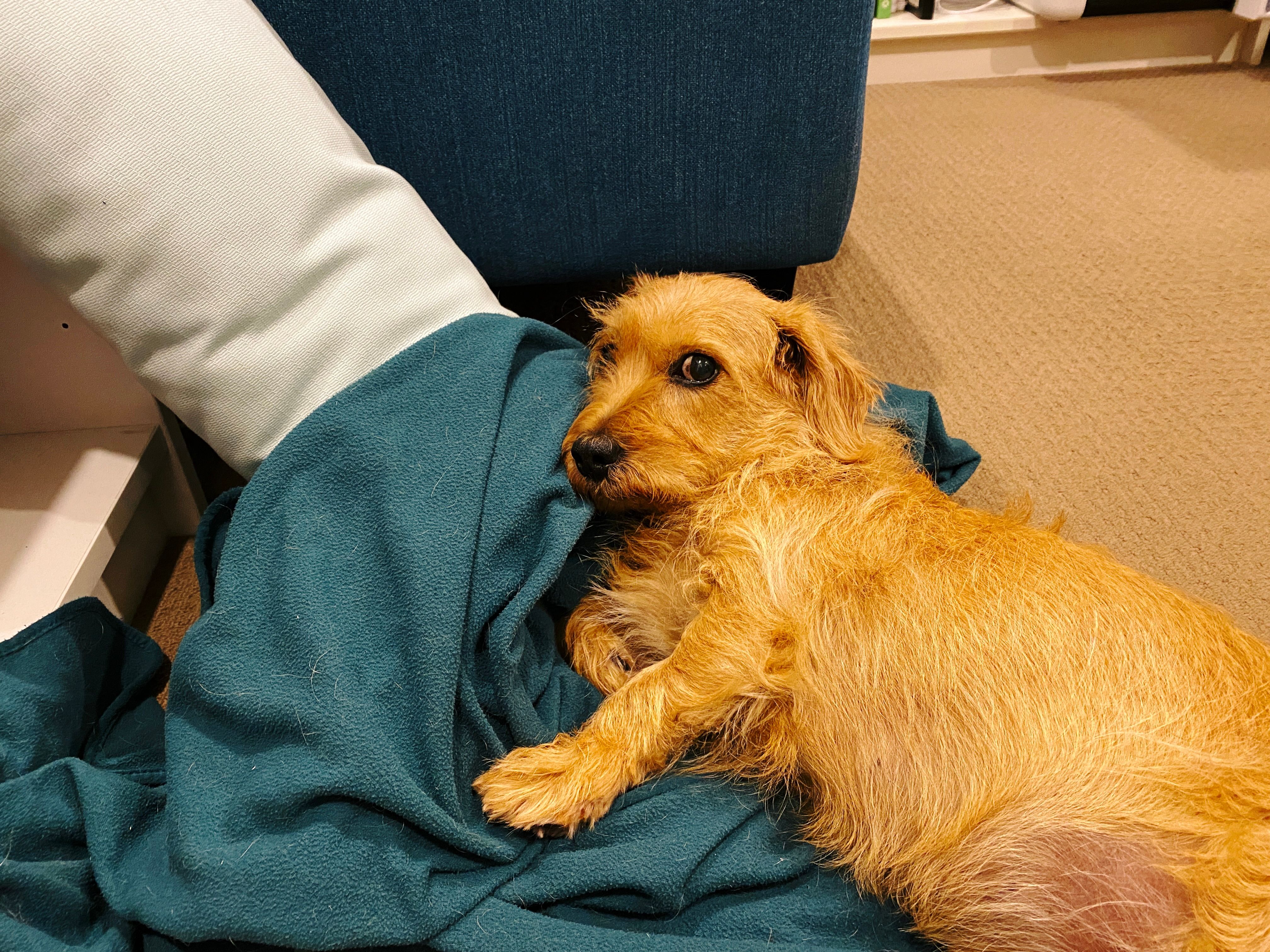 A photo of a small scruffy blonde dog lying on his side on a green blanket with his head propped up against part of it, giving some serious side-eye.