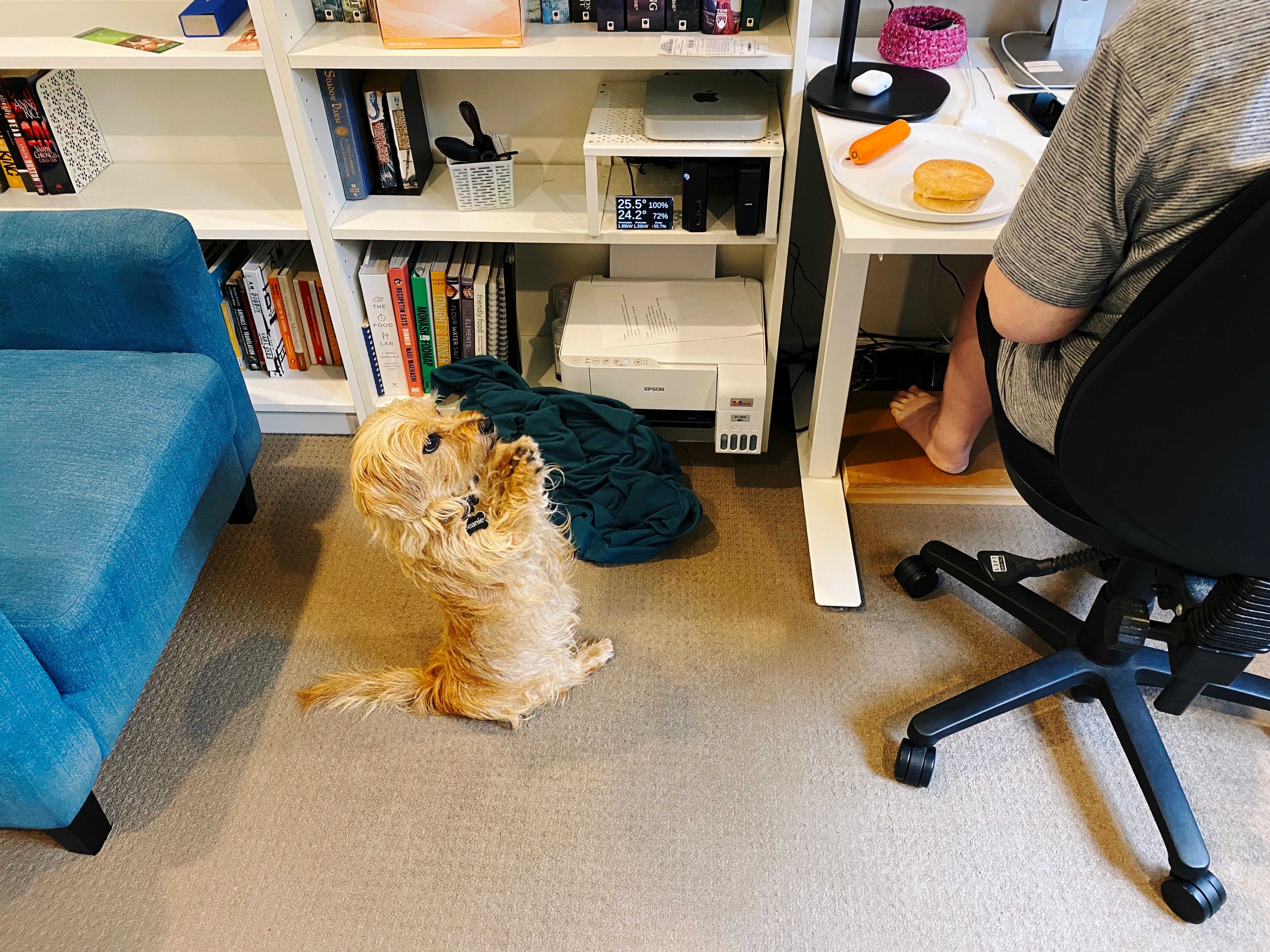 A photo of a small scruffy blonde dog sitting up on his haunches, in the middle of flailing his front paws at the person sitting in an office chair at the right of the photo. On the desk is a plate that has a bagel and a carrot on it.