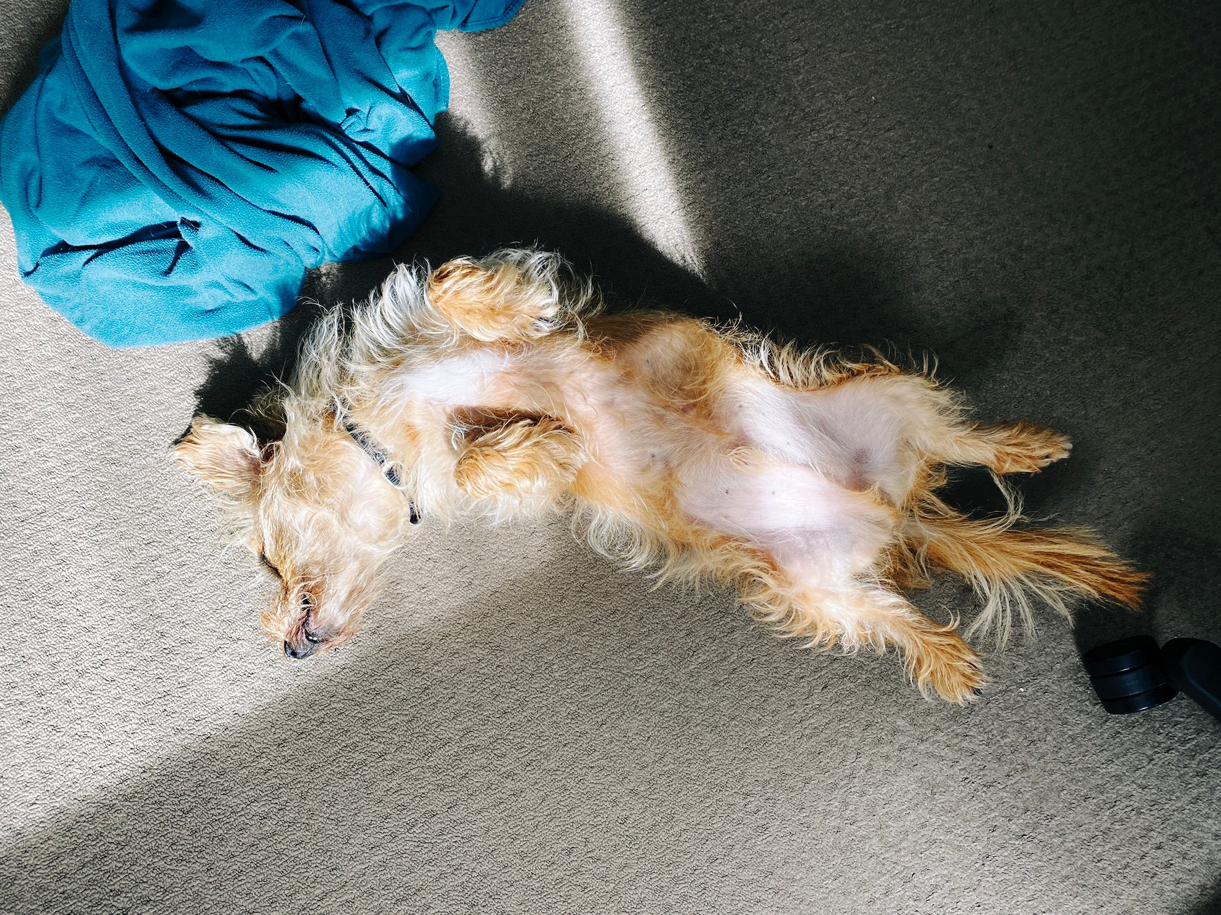 A photo of a small scruffy blonde dog lying upside-down on the floor in a patch of sunshine.
