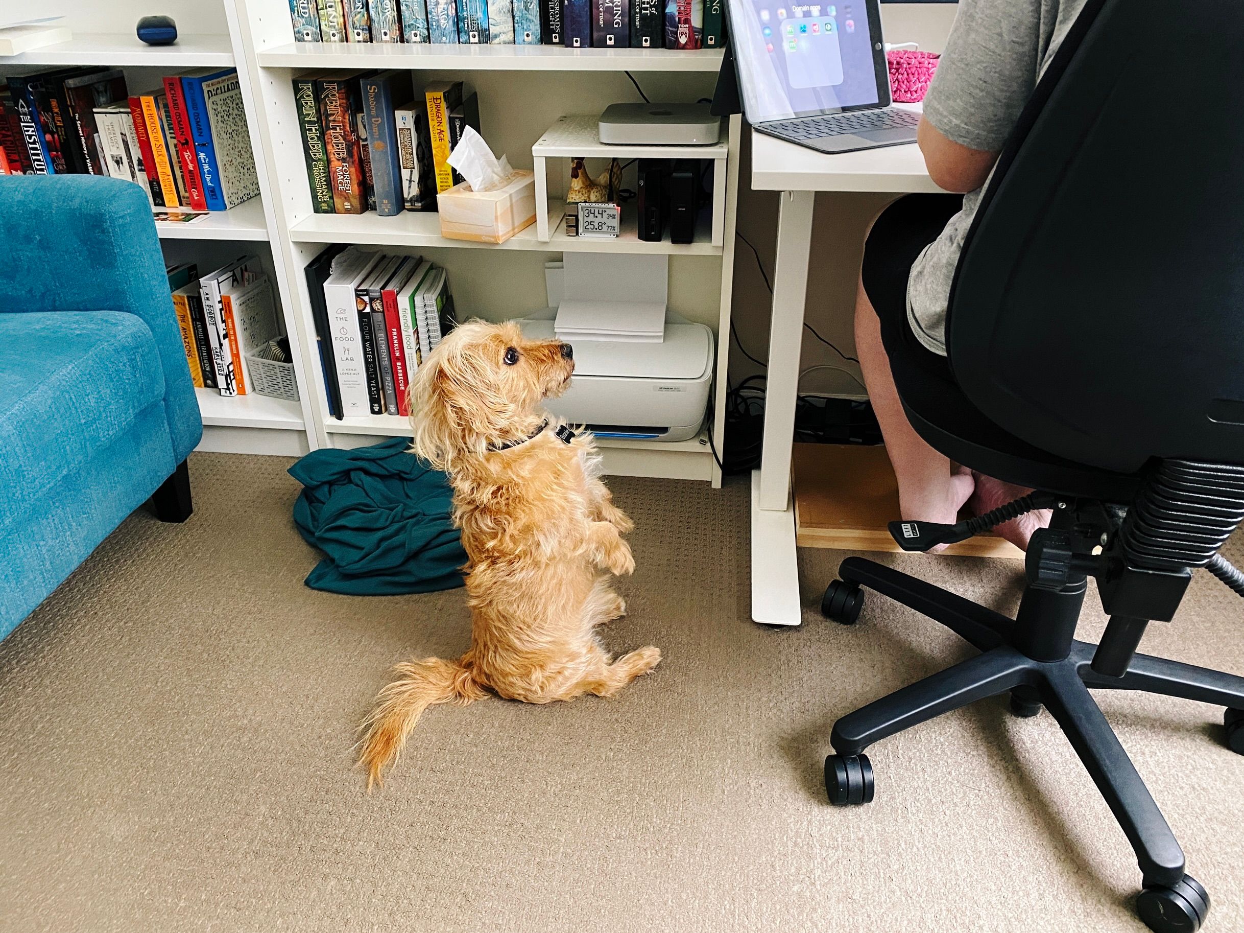 A photo of a small scruffy blonde dog sitting upright on his back legs, staring intently at someone sitting in a desk chair.