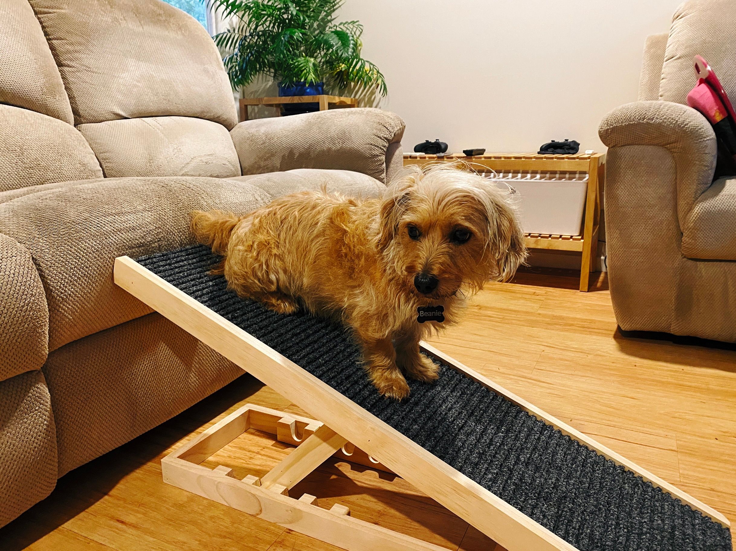 A photo of a small scruffy blonde dog sitting part-way down his little ramp, not quite sure of what to do next.