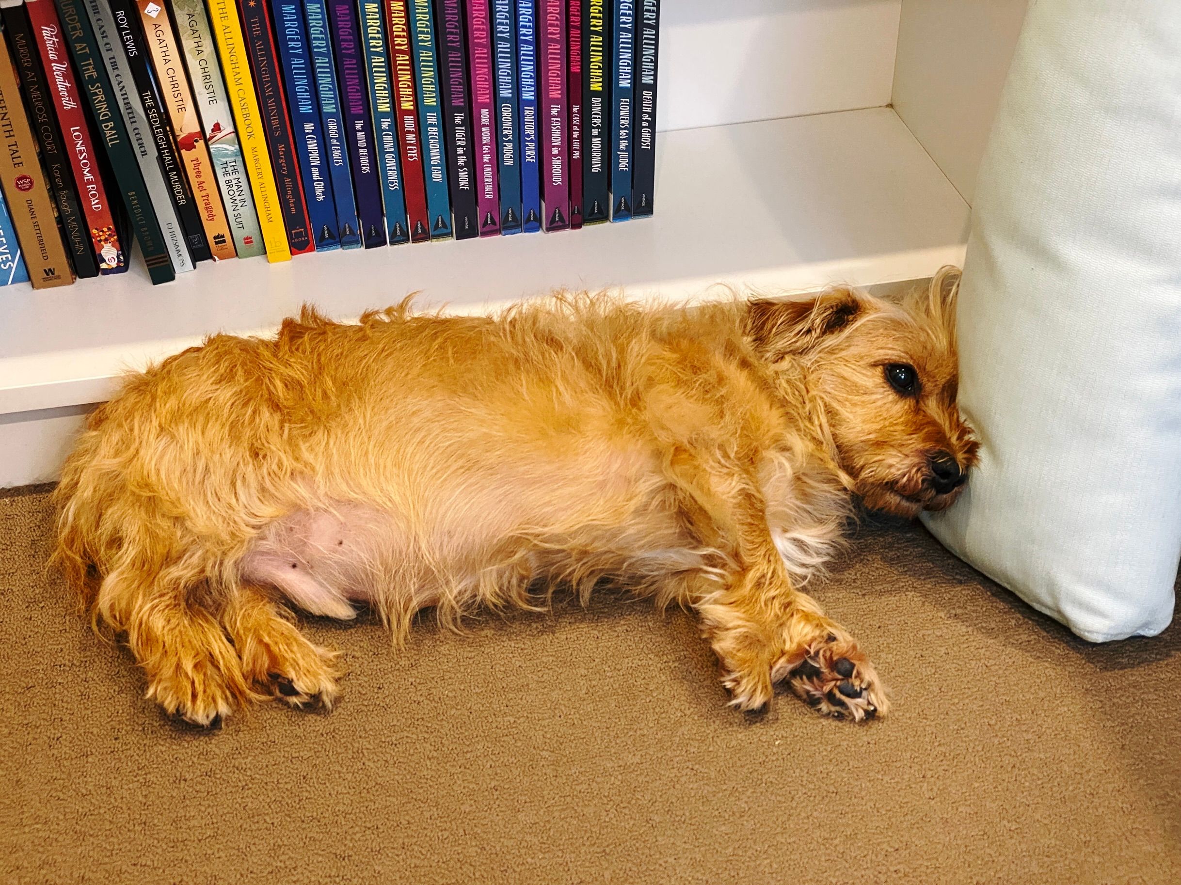 A photo of a small scruffy blonde dog lying on his side on the floor with his back against a bookcase and his head resting on a cushion that's been propped up next to a reading chair.