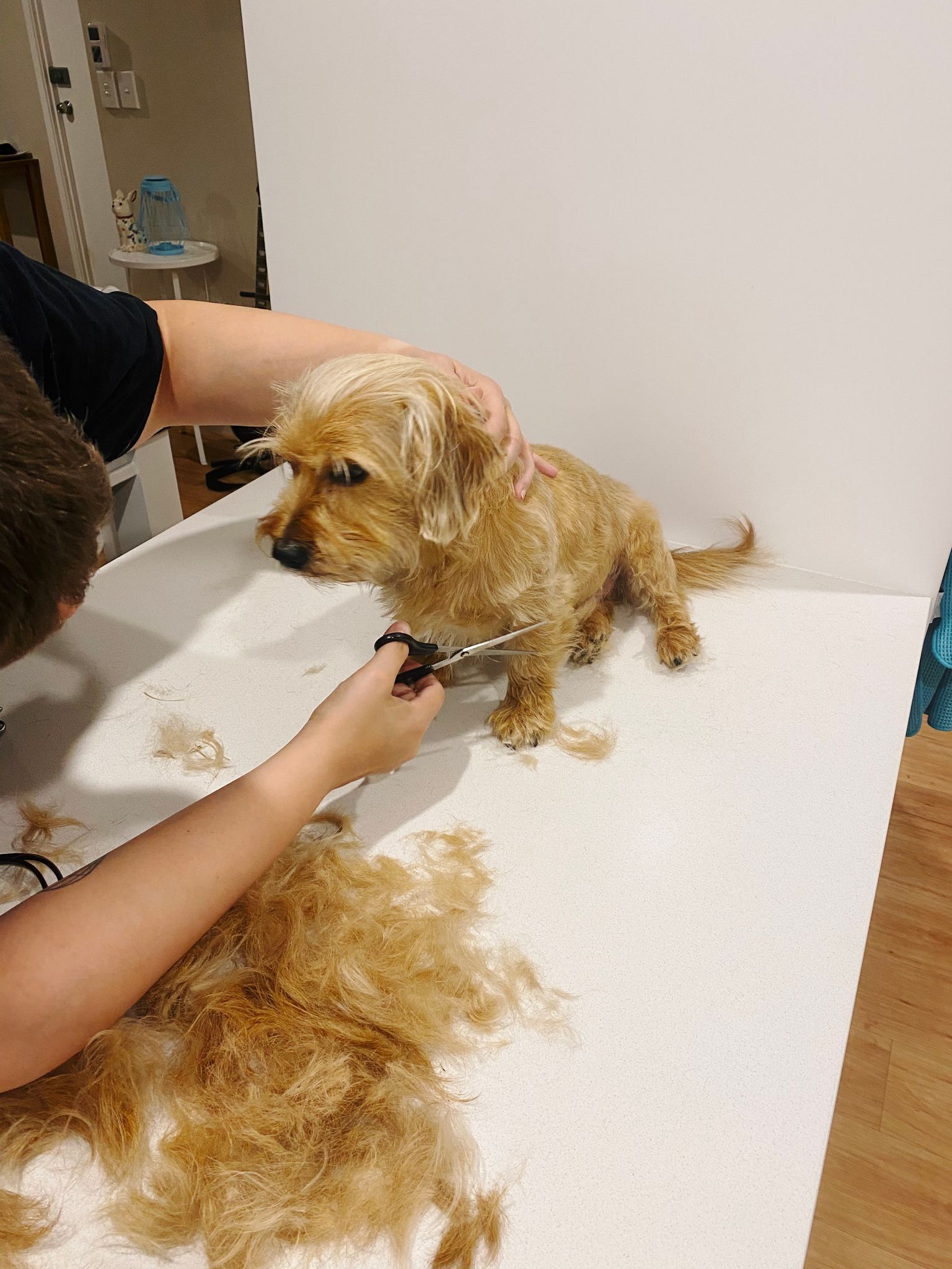A photo of a small not-as-scruffy-as-before dog sitting on a countertop next to a huge pile of hair while a woman is leaning around him trimming his front leg hair with scissors.