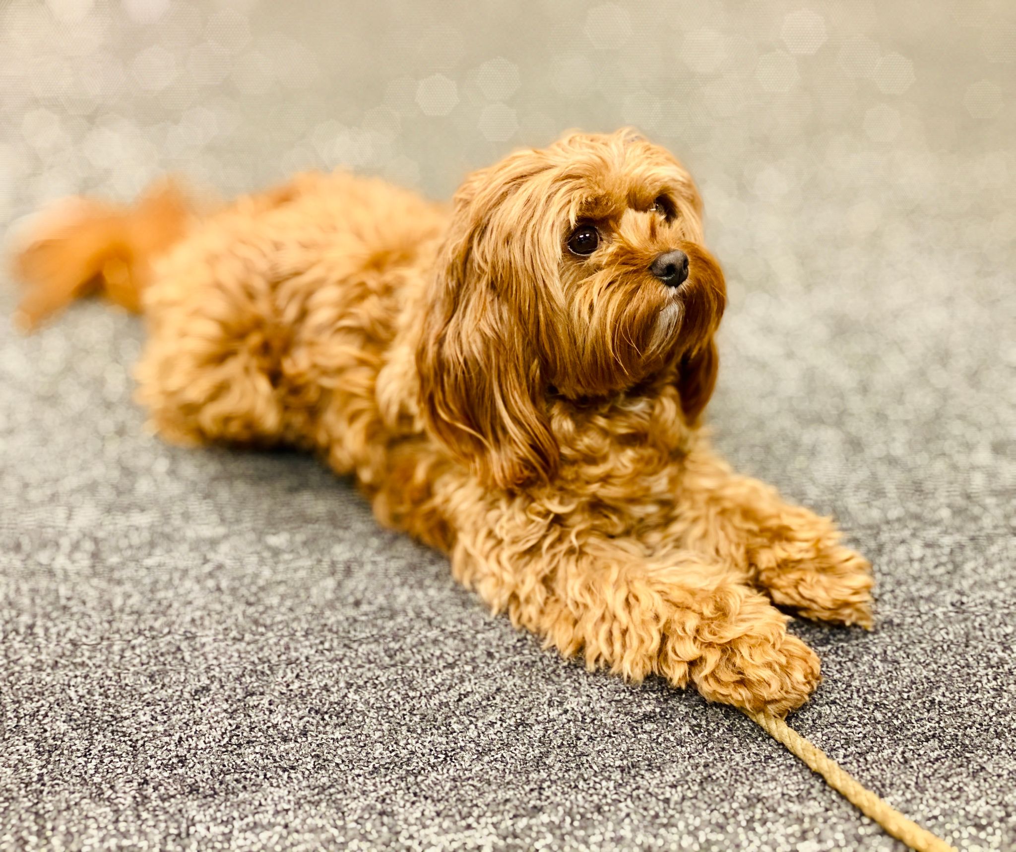 A picture of a small light brown cavoodle lying on the floor with his front legs stretched out in front of him.
