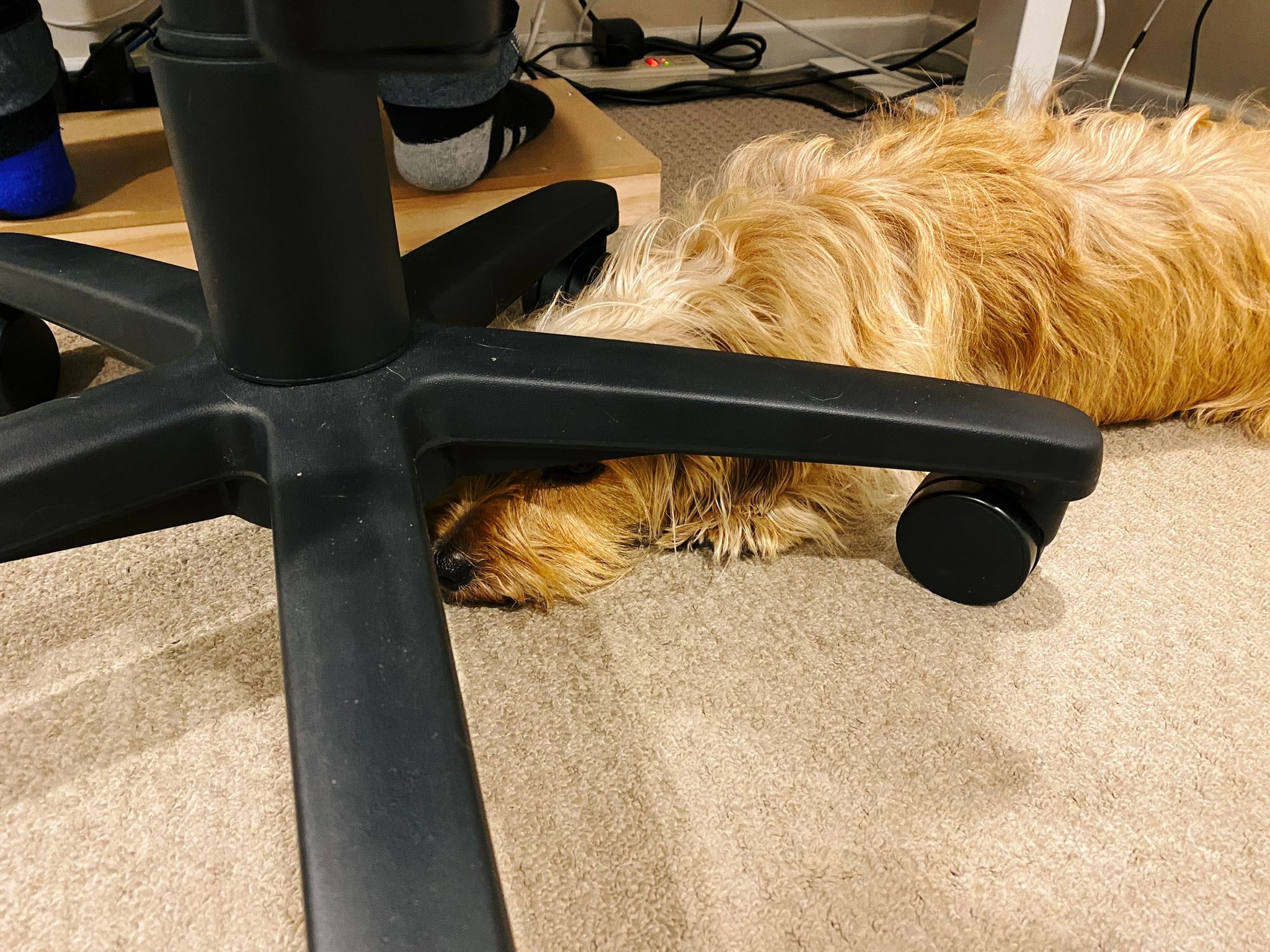 A photo of a small scruffy blonde dog lying on the floor with his head underneath the spokes of the base of an office chair that is currently being sat on.