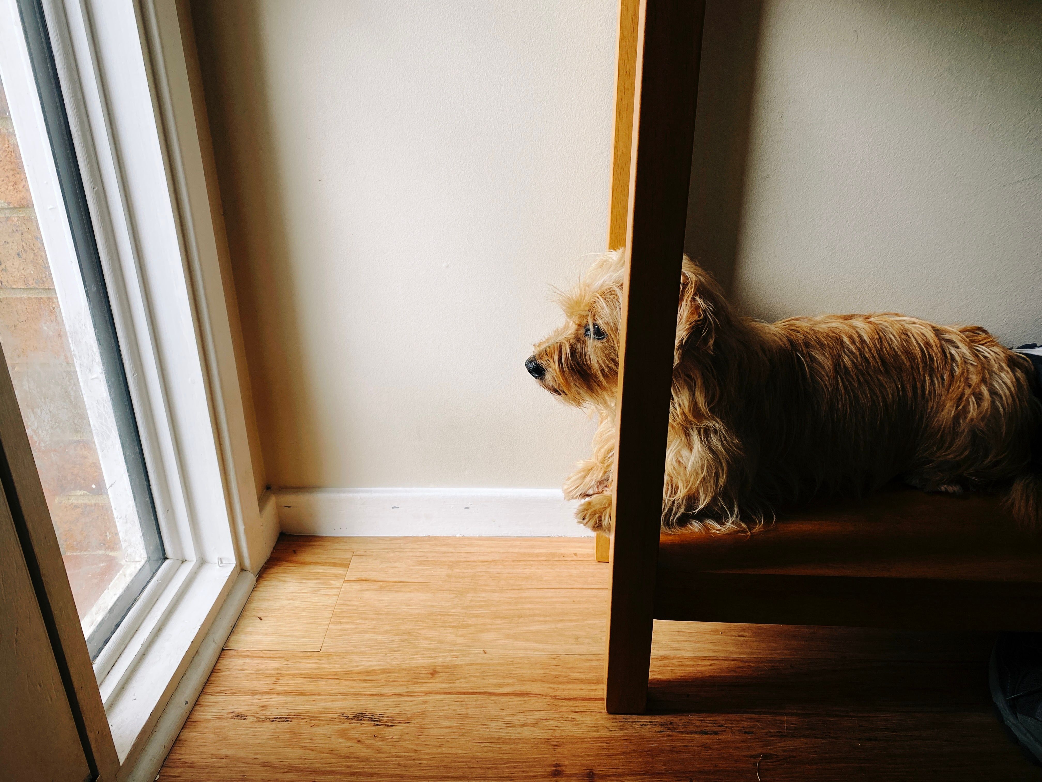 A photo of a small scruffy blonde dog lying down on the very low bottom shelf of a narrow side table. His head is up and he's looking out the narrow window that's next to the front door.