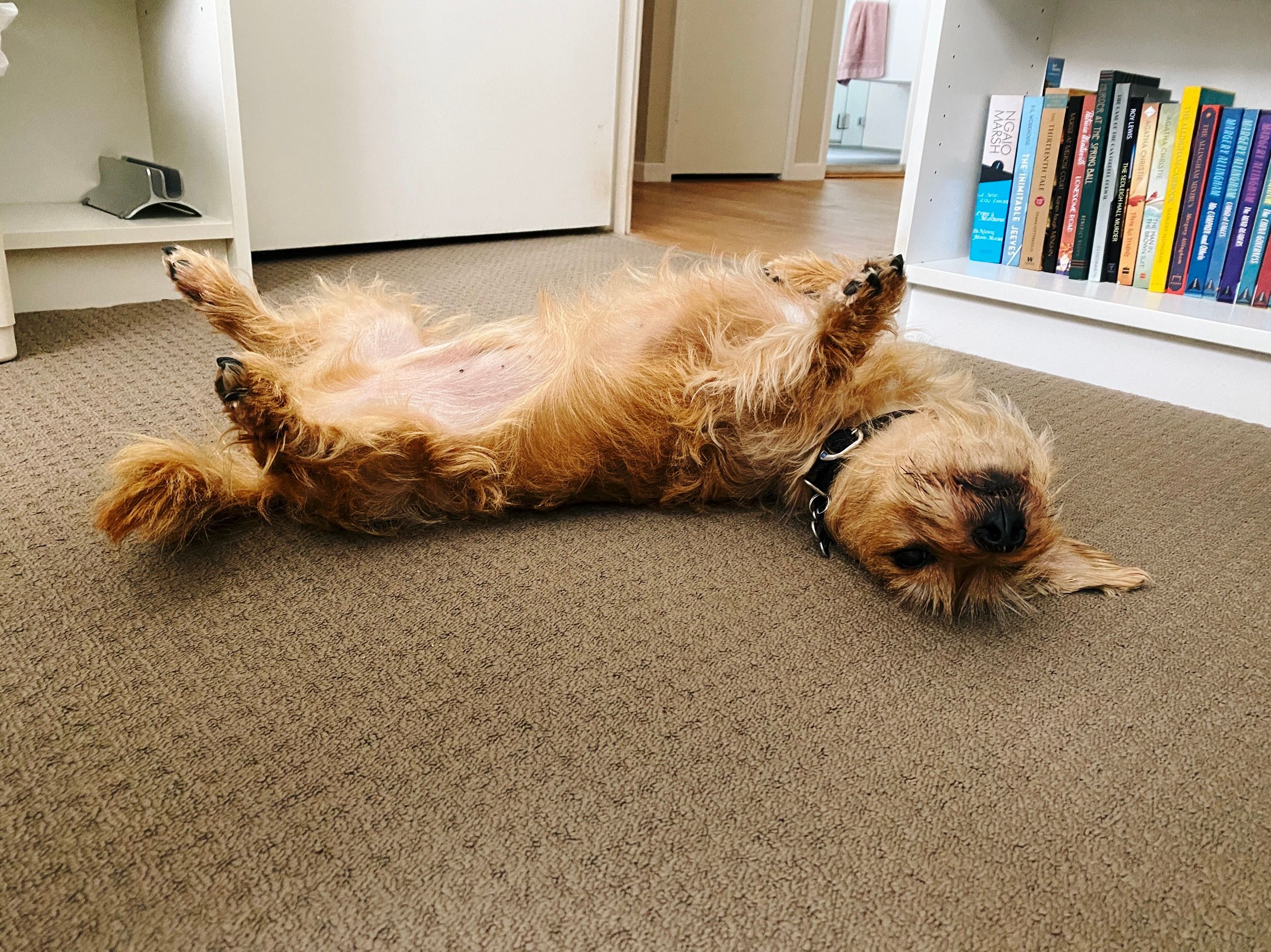 A photo taken from almost ground level of a small scruffy blonde dog who's lying upside down on the floor looking sleepily towards the camera. Both his back legs are in the air, as is one of his front legs.