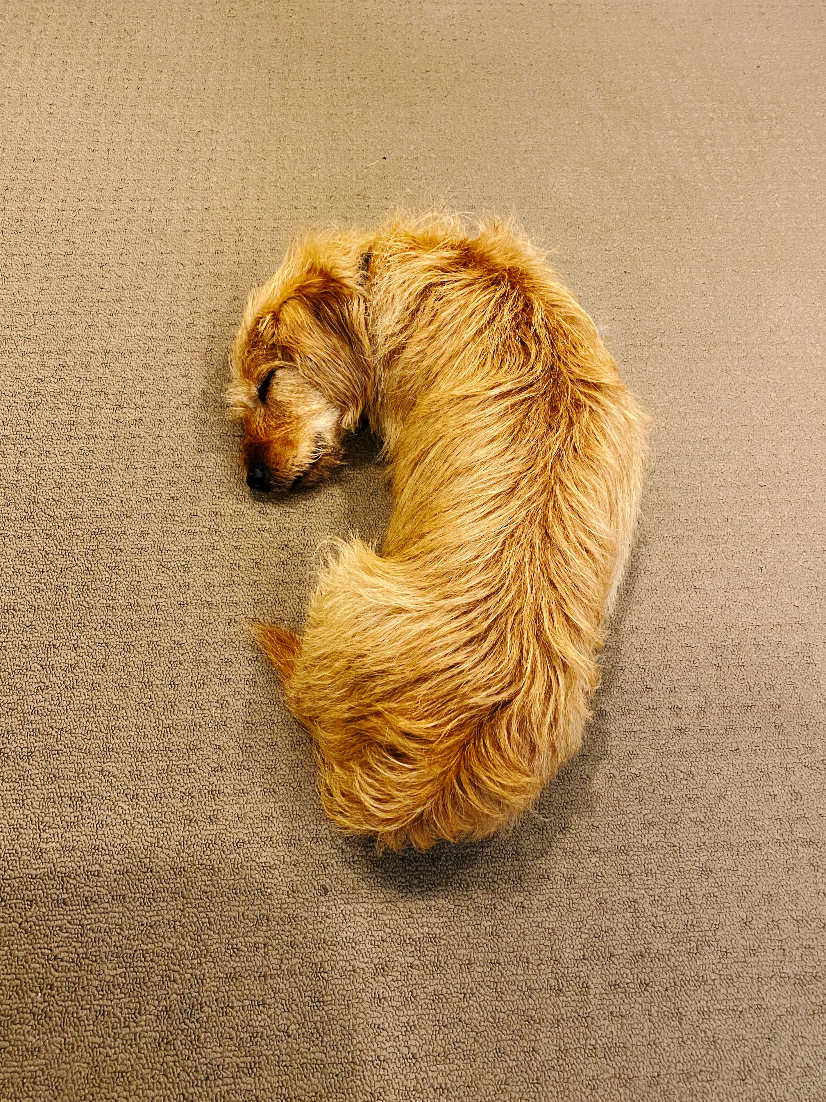 A photo of a small scruffy blonde dog lying half curled up on the floor, fast asleep.