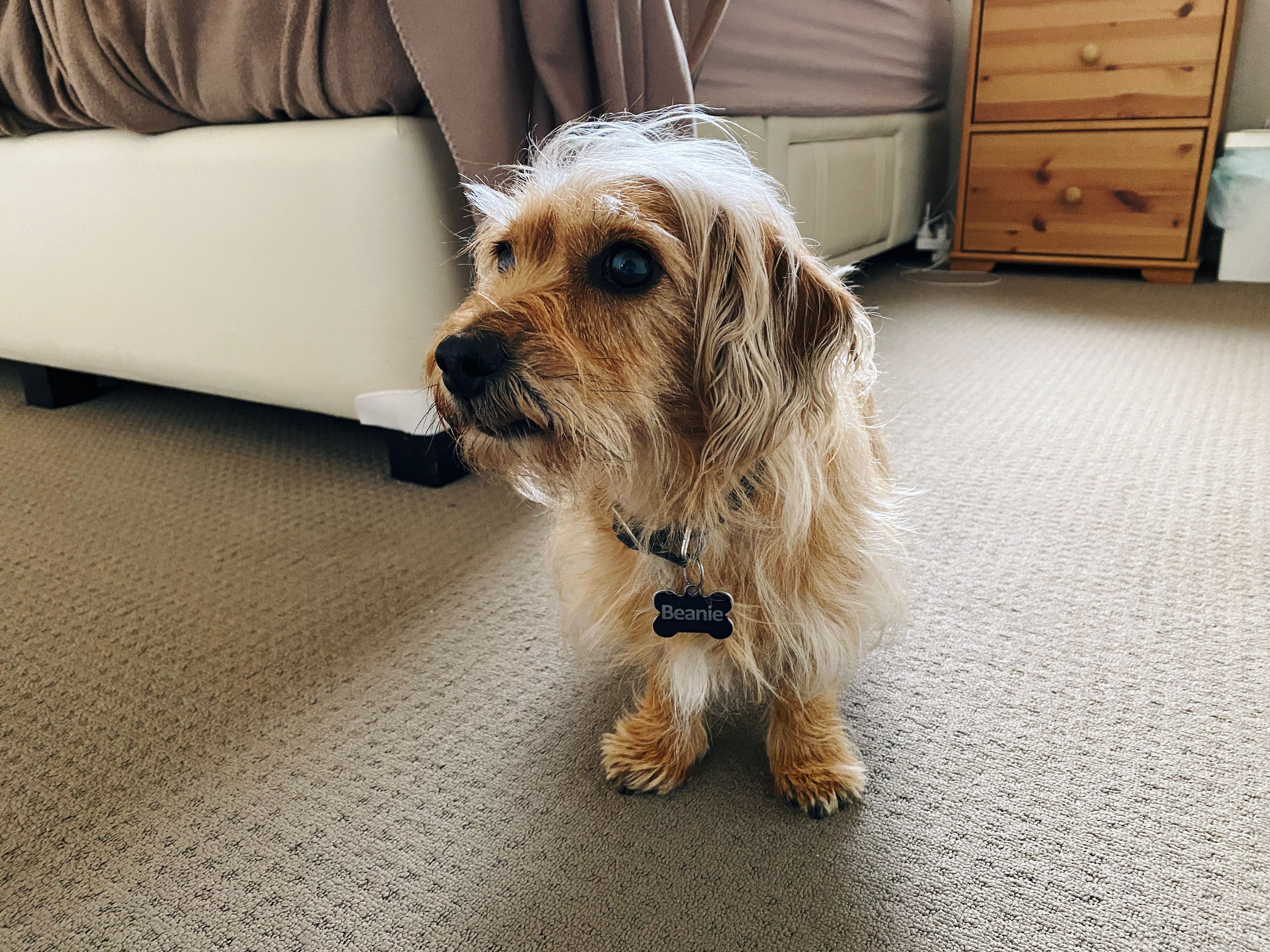 A photo of a small scruffy blonde dog standing next to a bed looking intently at something behind to the left of where the camera is.