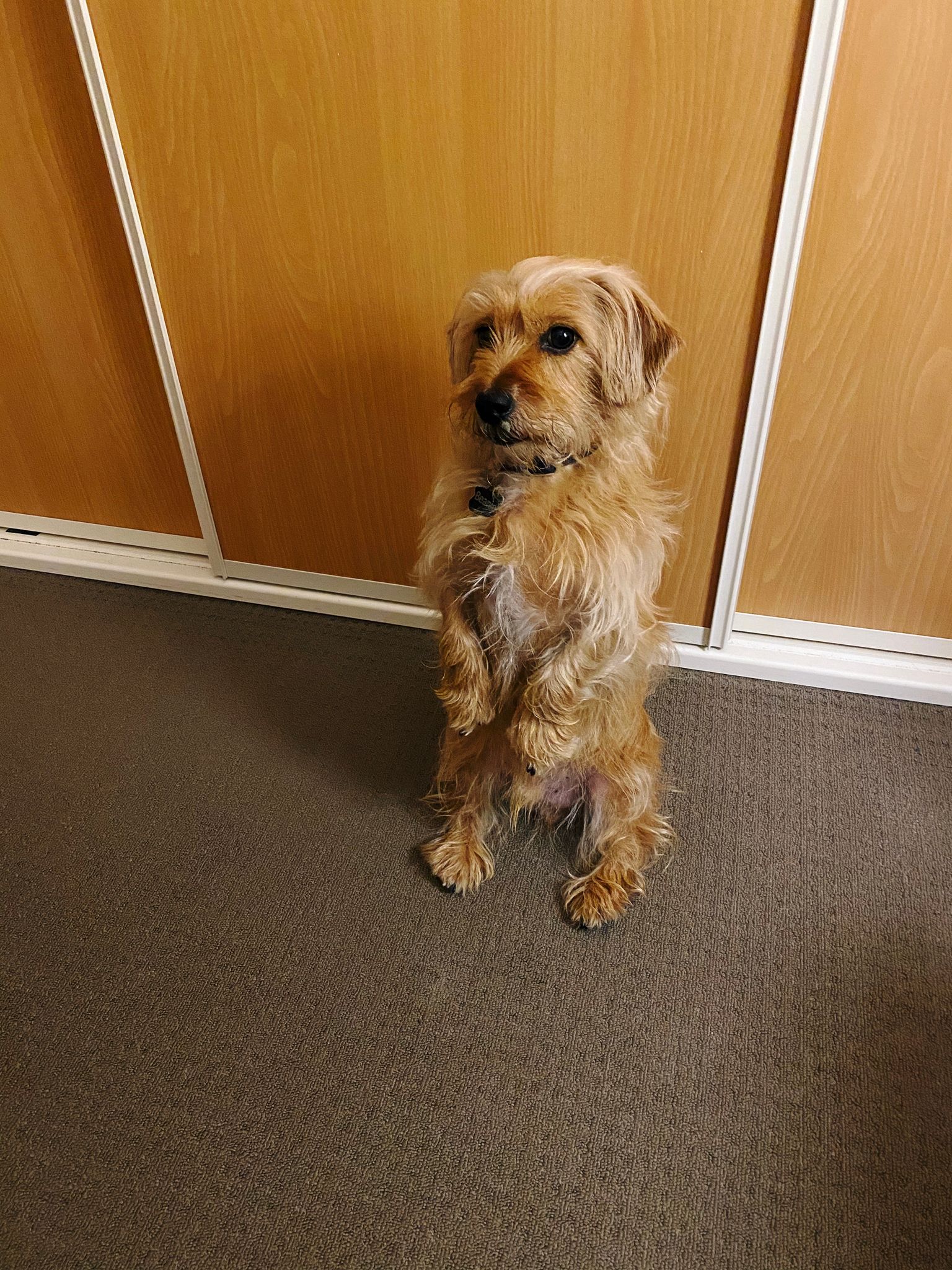 A photo of a small scruffy blonde dog sitting up on his haunches in the middle of the floor, next to a cupboard.