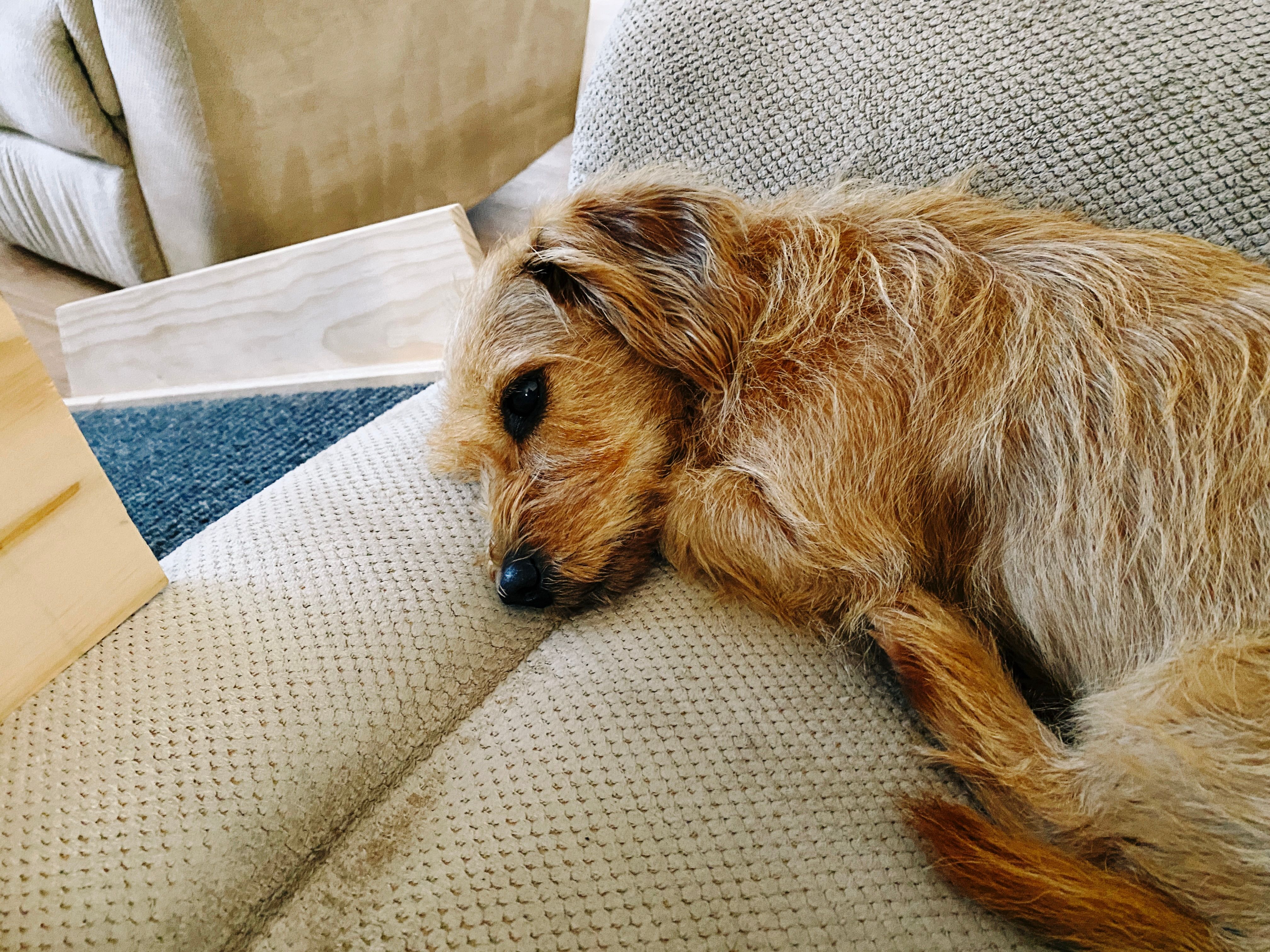 A photo of a small scruffy blonde dog lying partially on his side on a lounge, with his front paw tucked under his jaw.