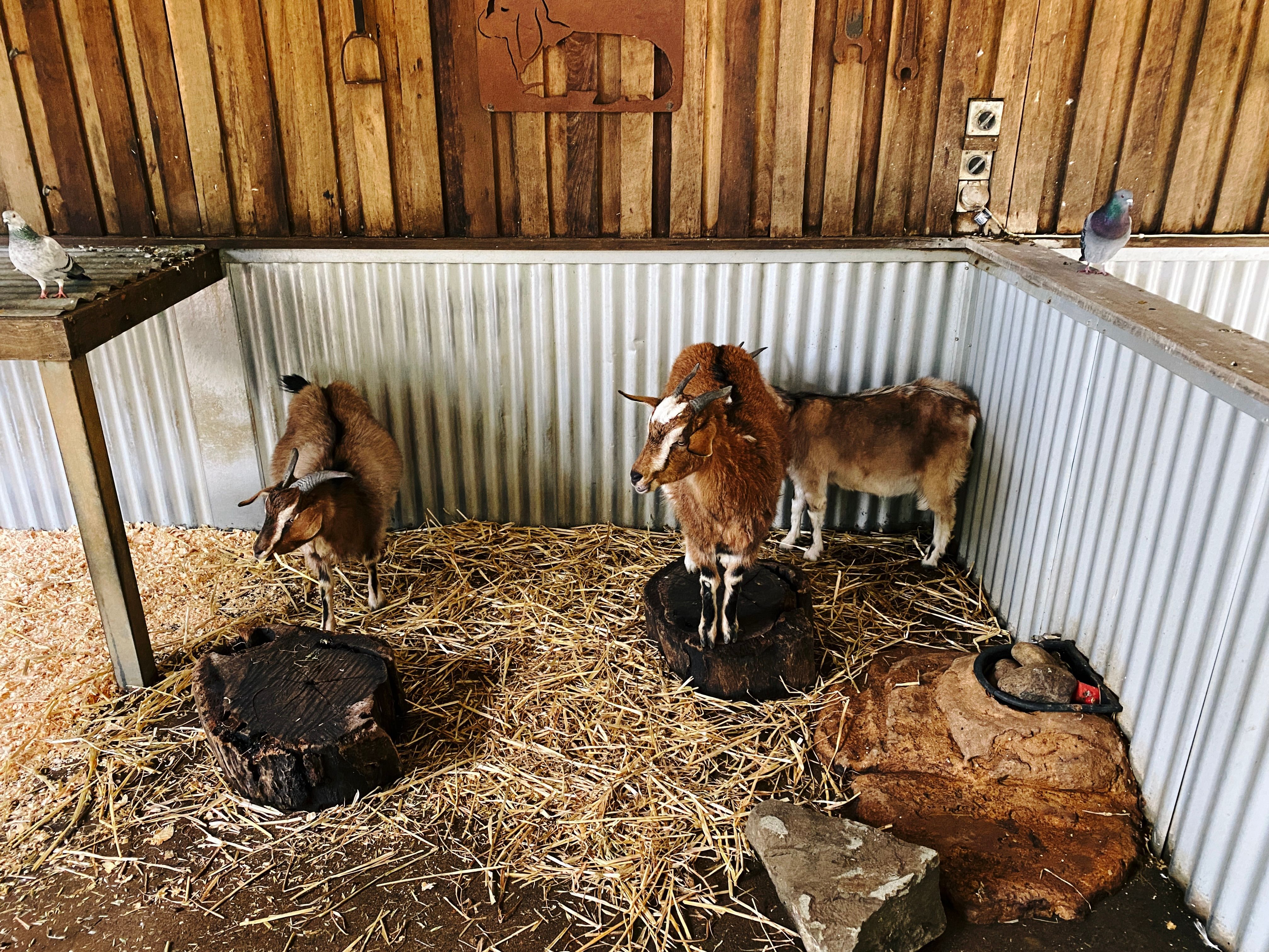 A photo of three brown goats in a section of a barn. One of them is standing on top of a short tree stump.