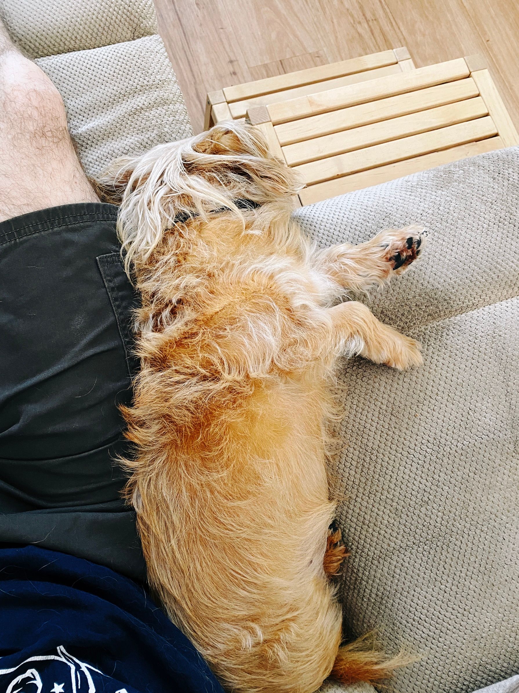 A photo of a small scruffy blonde dog lying on his side against my leg on a tan-coloured lounge. His head is slightly off the front of the lounge.