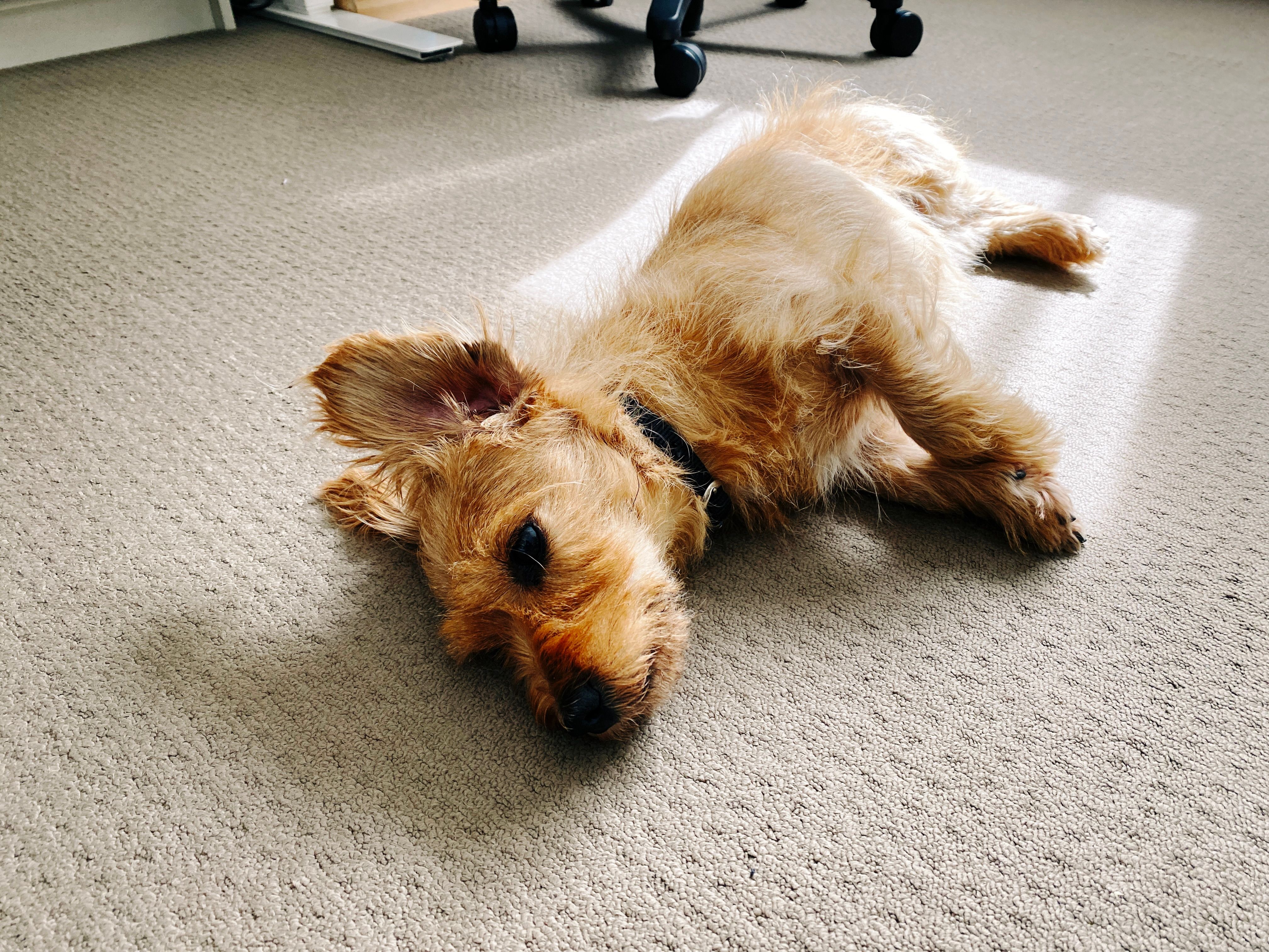 A photo of a small scruffy blonde dog lying on the floor on his side. His ears normally flop down on either side of his head but he's gotten them both to be outstretched, the one that's not sitting against the floor in particular is perfectly balanced so it's just sitting in mid-air.