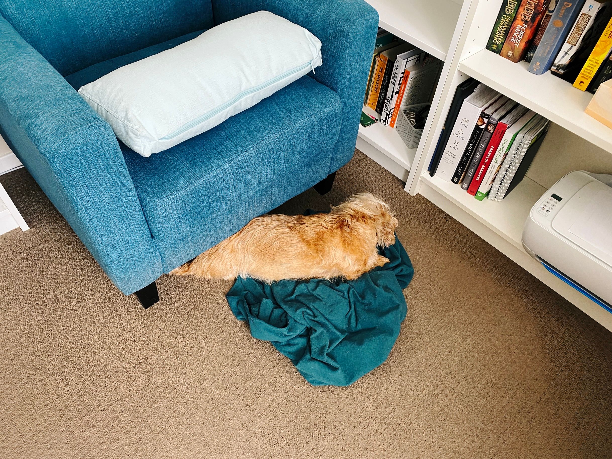 Same dog, same chair, same blanket, but he's stretched himself out but still has his back-end under the chair.