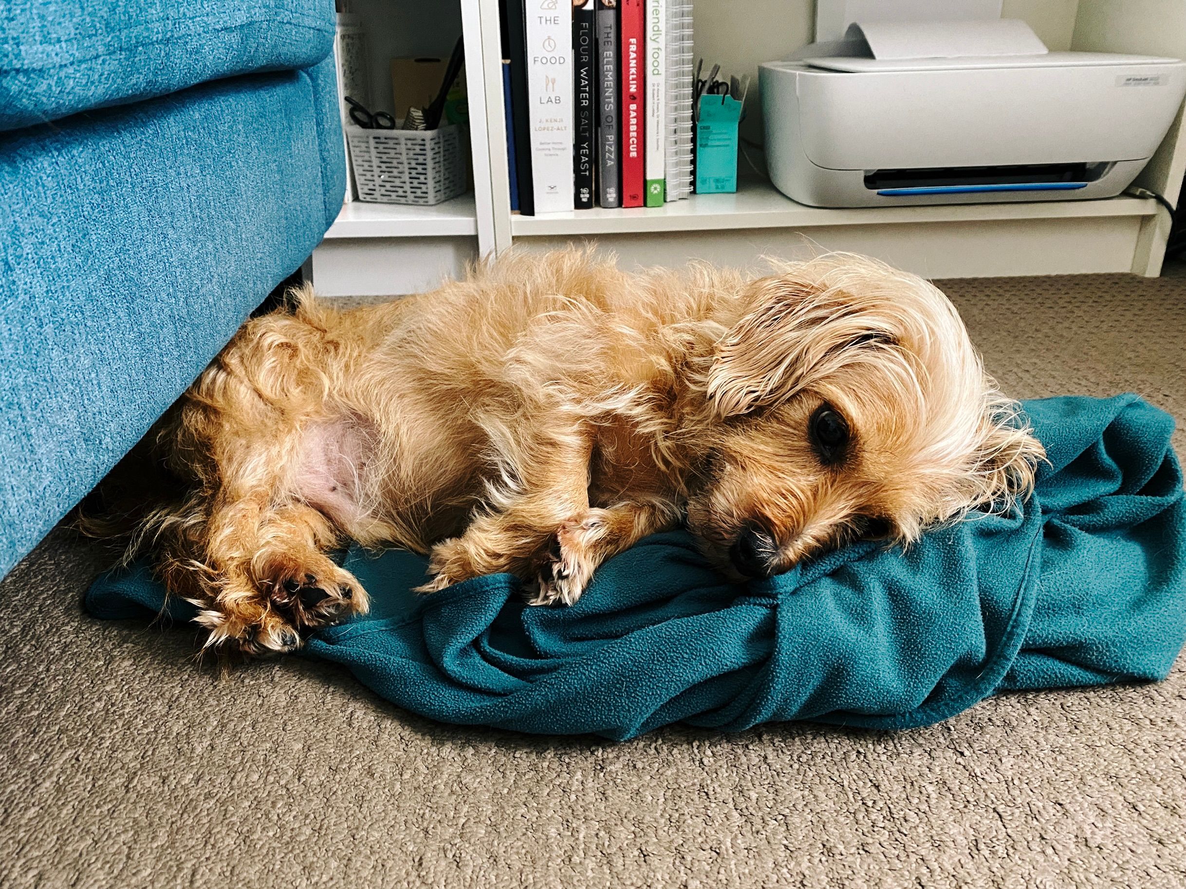 A photo of a small scruffy blonde dog lying partially curled up on his side on a blue/green blanket.