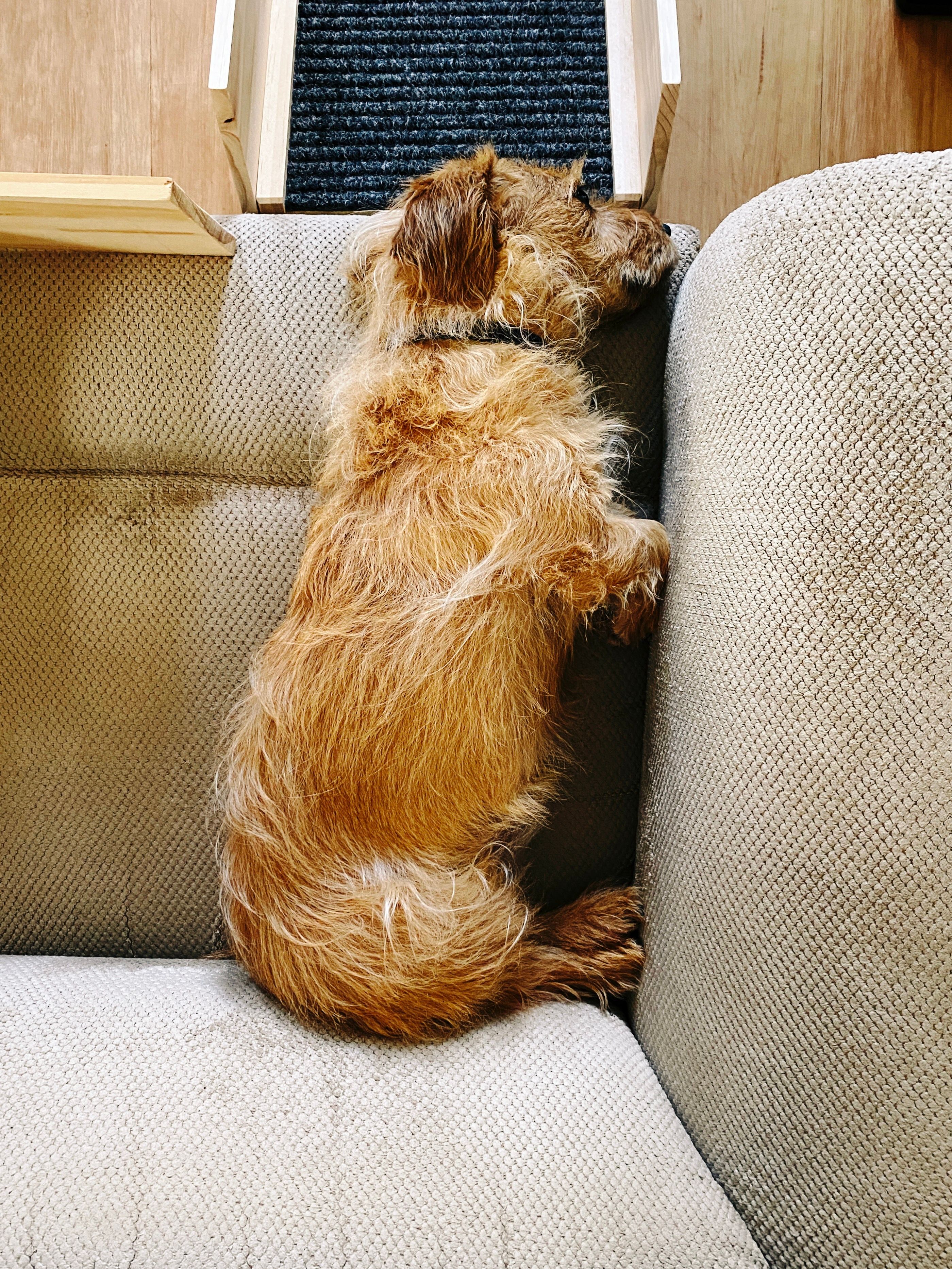 A photo taken from above of a small scruffy blonde dog lying on his side on a lounge seat, as close as possible to the arm of the lounge as possible. His front legs are close enough that they're tucked in, and he looks a lot rounder than he actually us.