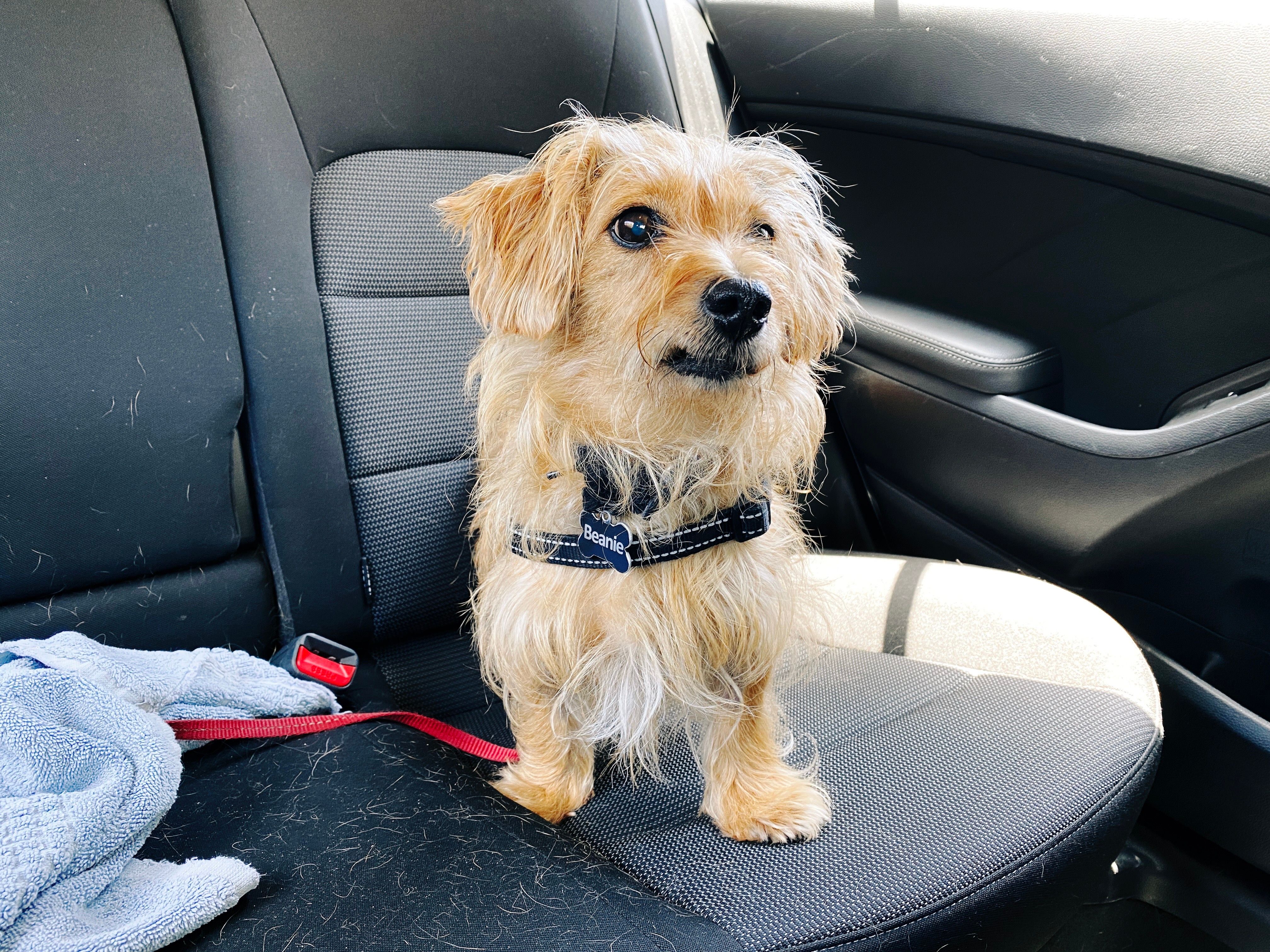 A photo of a small scruffy blonde dog sitting the back seat of a car with his lip stuck so it looks like he's either smirking or sneering.