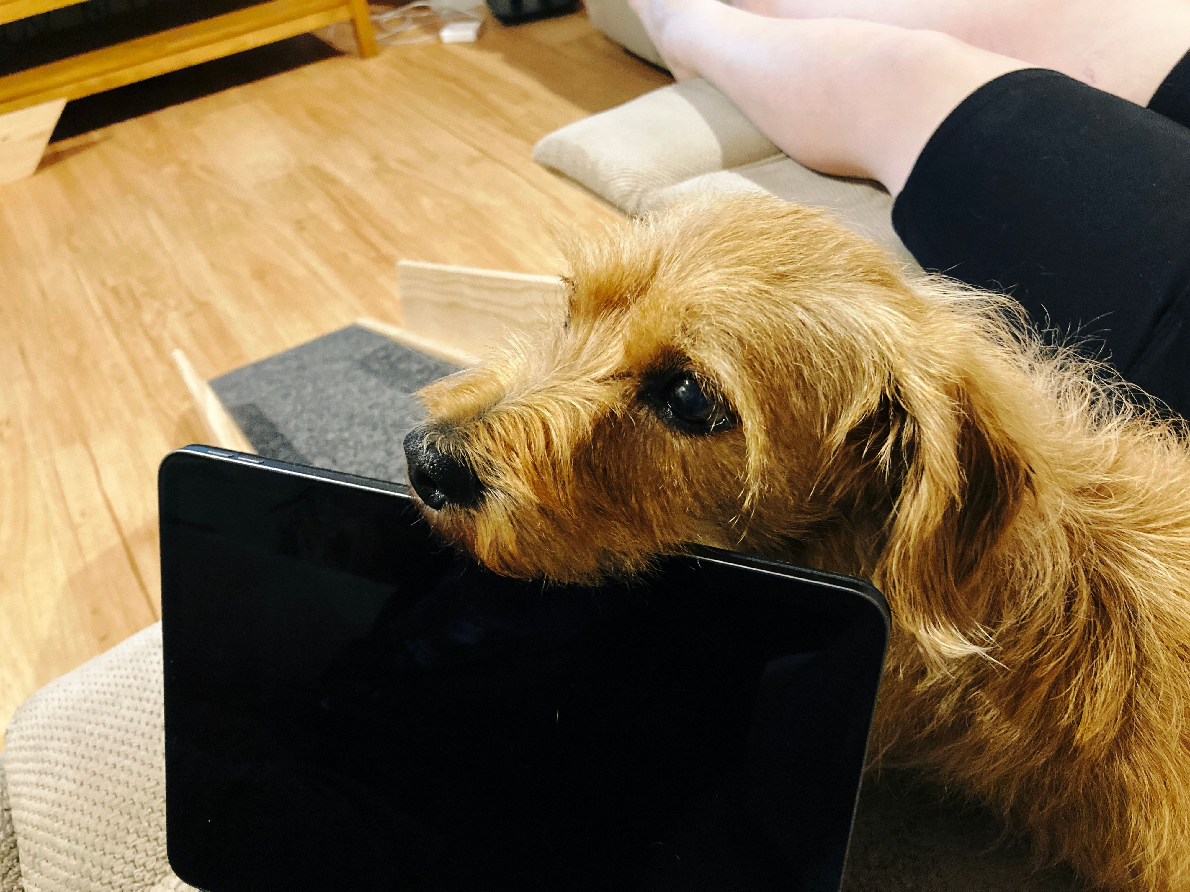 A photo of a small scruffy blonde dog lying with his chin on top of an iPad that's open and sitting nearly vertically on a Magic Keyboard case.