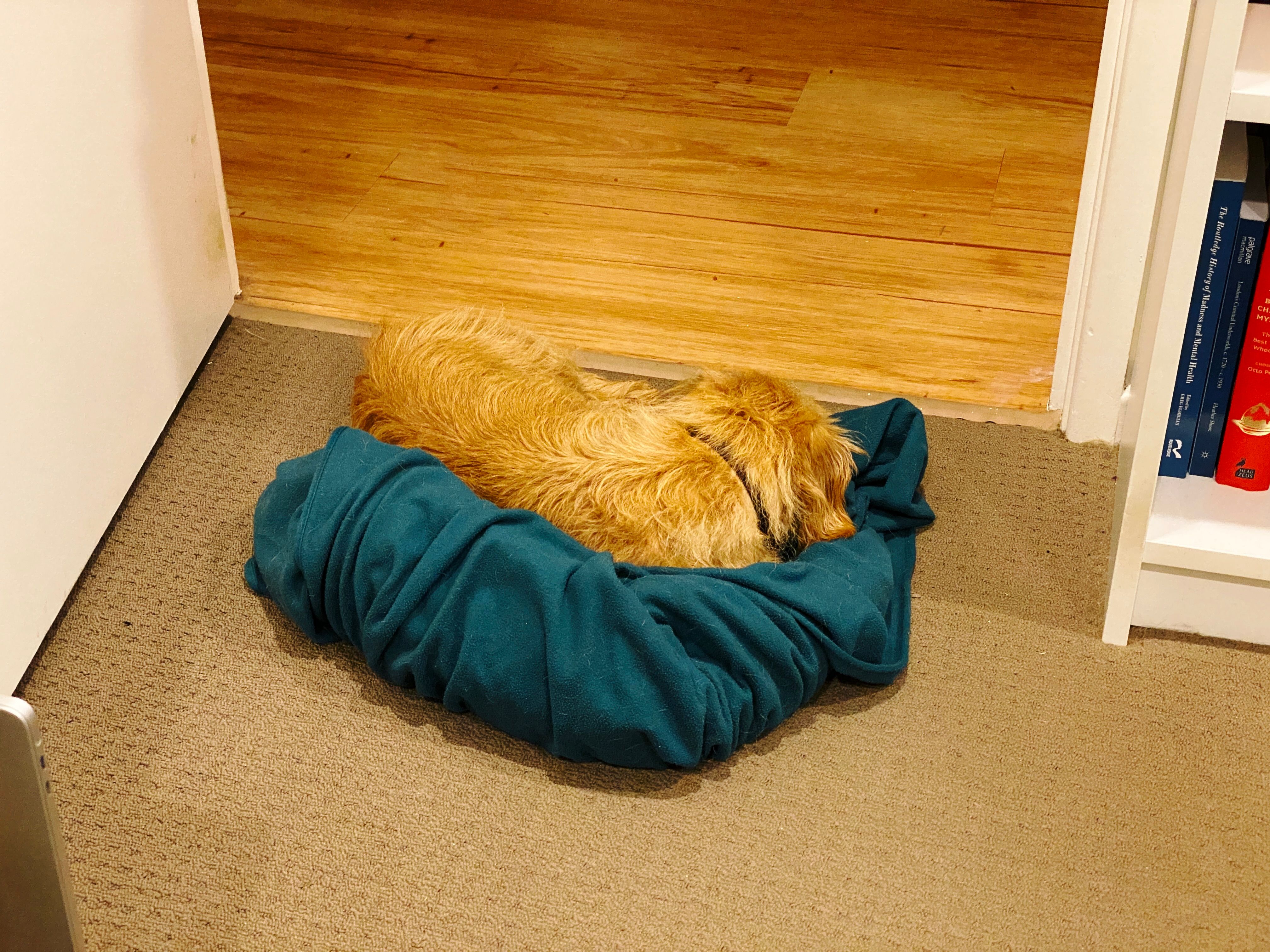 A photo of a small scruffy blonde dog curled up on a green blanket that's been rolled-slash-balled up right in front of a doorway.