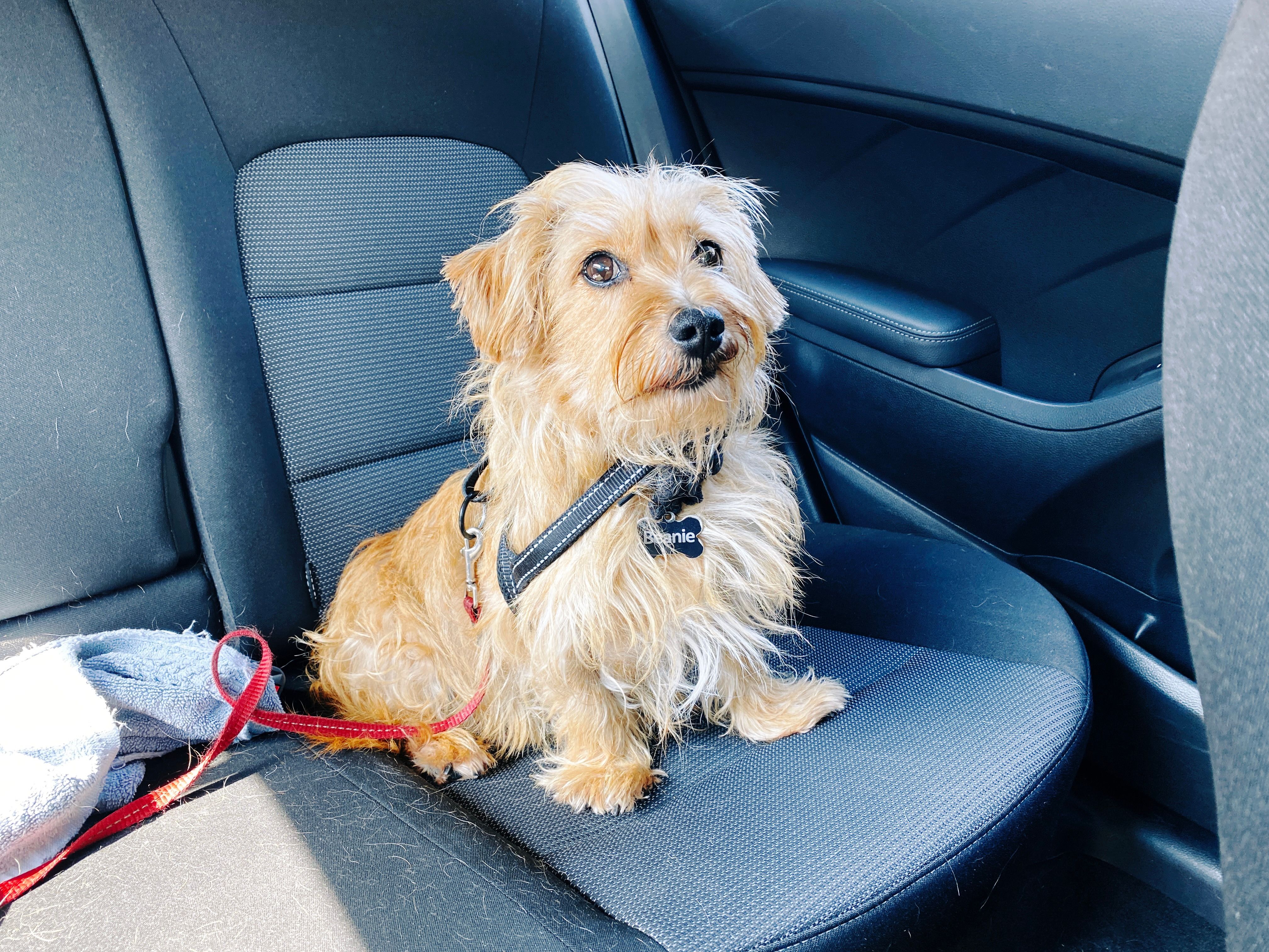 A photo of a small scruffy blonde dog sitting in the back seat of a car. His lip is slightly stuck so it looks like he's smirking.