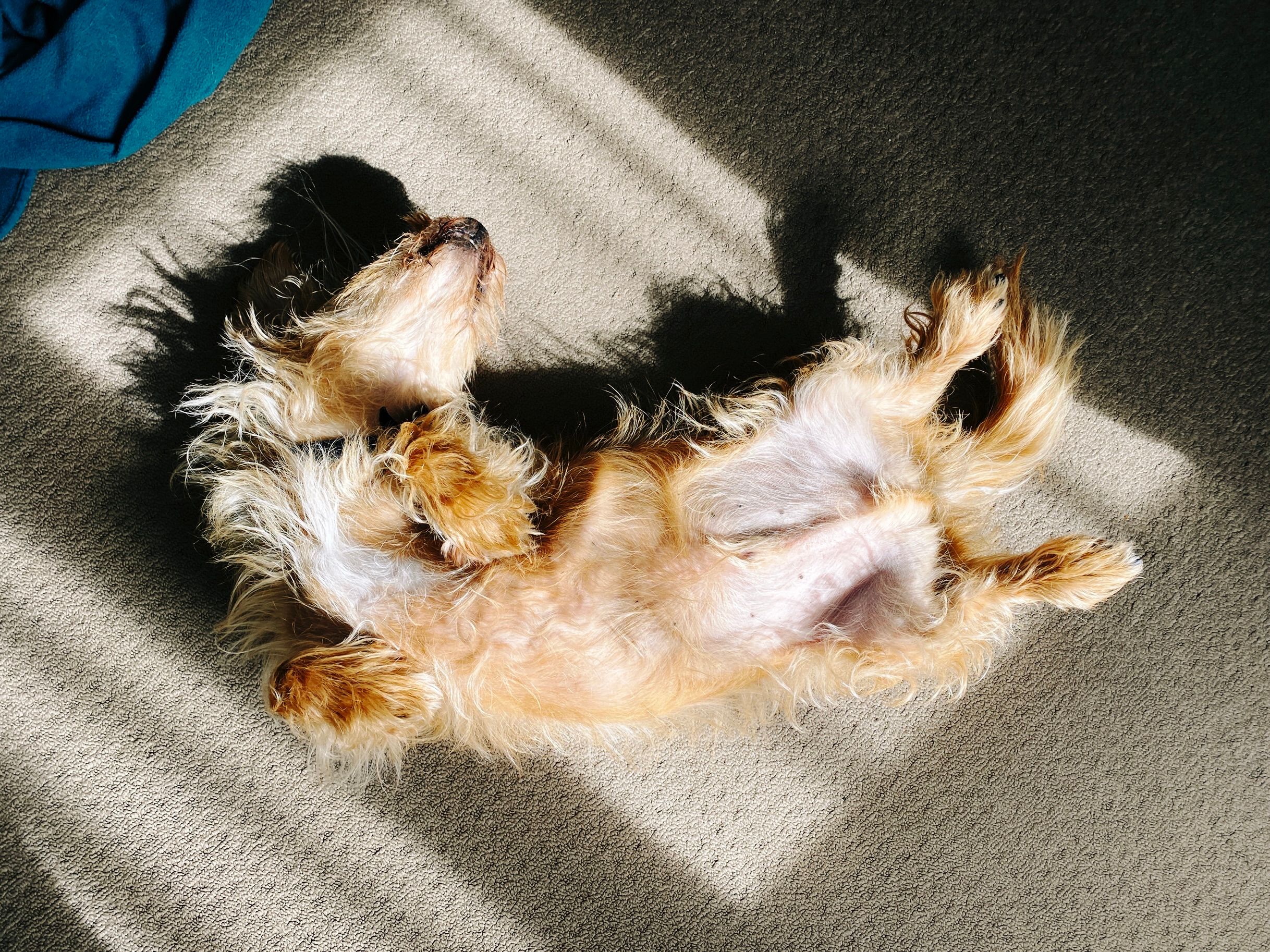 A photo of a small scruffy blonde dog lying upside-down with his legs in the air, in a patch of sunshine that's coming in from a nearby window.