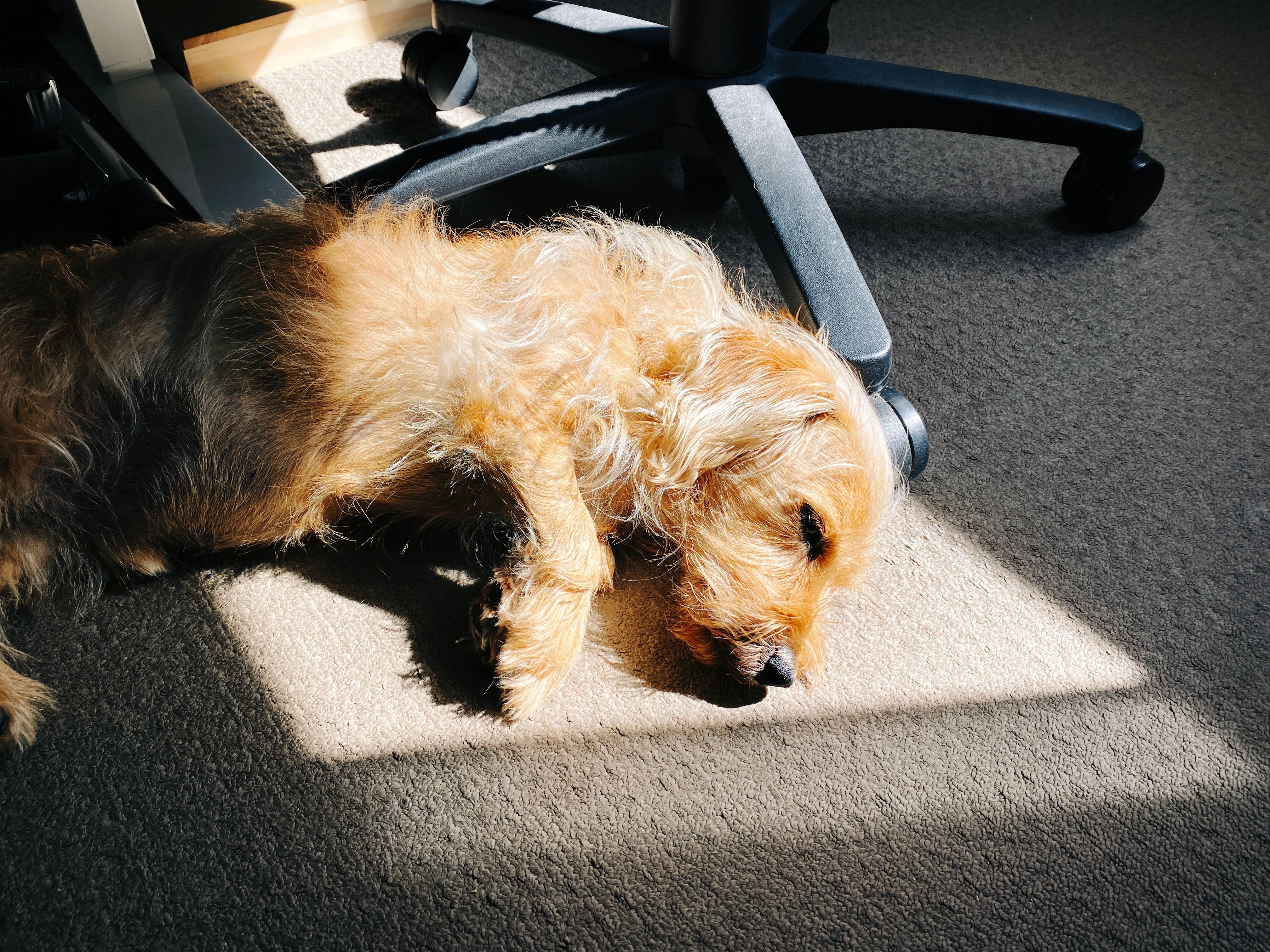 A photo of a small scruffy blonde dog lying half-asleep on his side with his back firmly against two of the spokes of the base of an office chair. The front half of him is also in a nice patch of sunshine.
