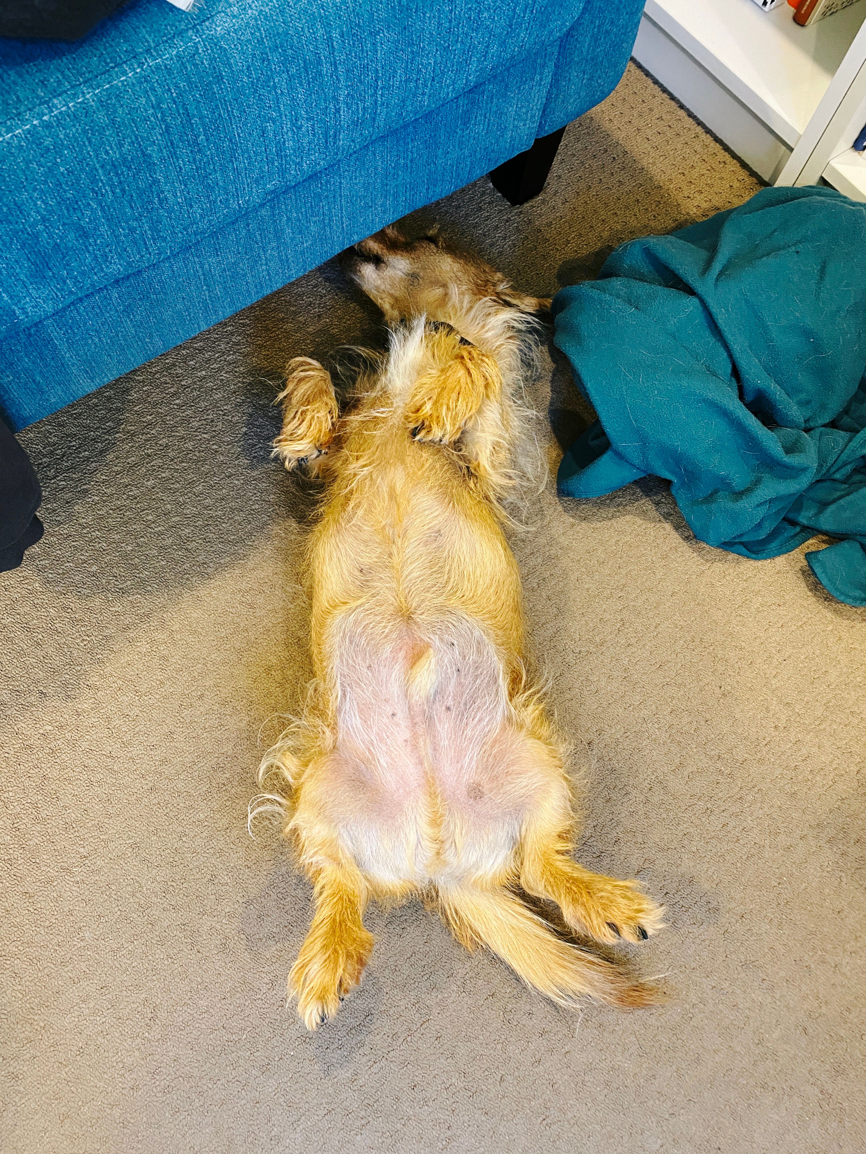 A photo of a small scruffy blonde dog lying completely upside-down with his legs in the air, asleep, and with half his face also underneath an armchair.
