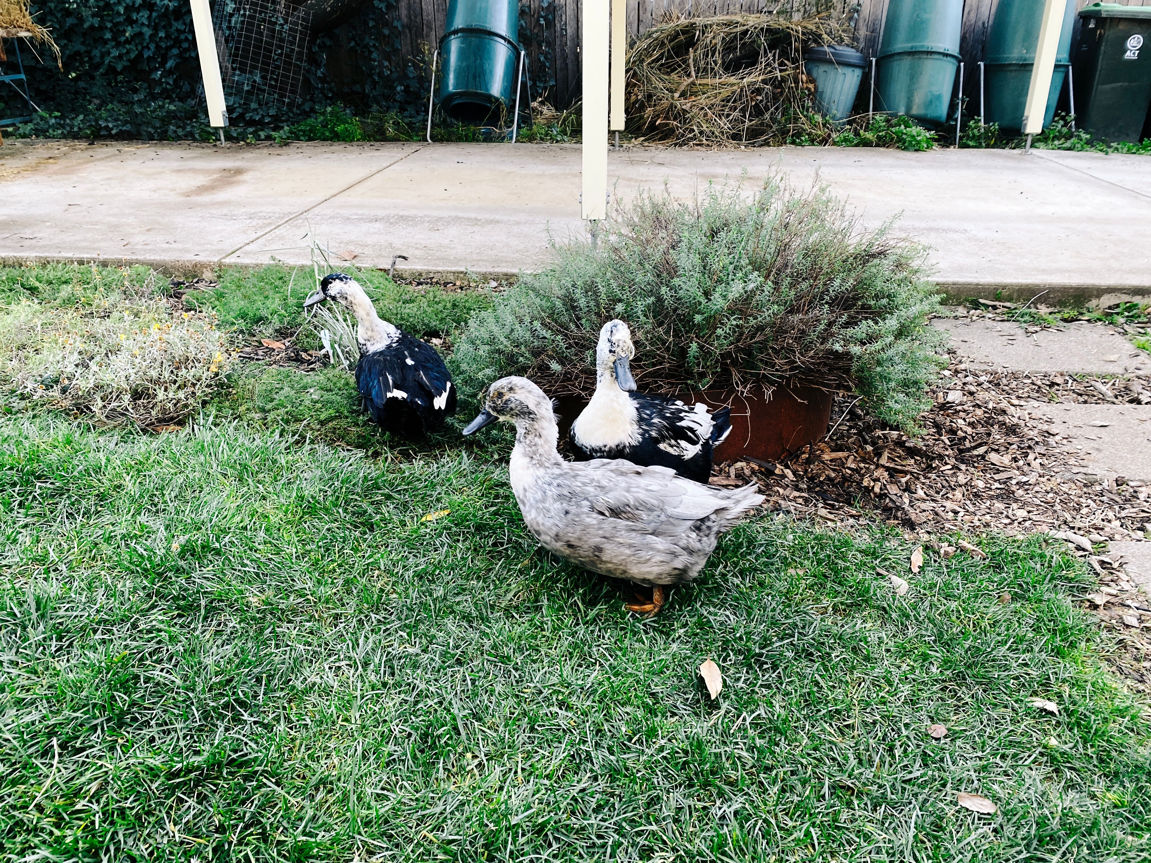 A photo of three grey/black ducks standing on some grass next to a plant.