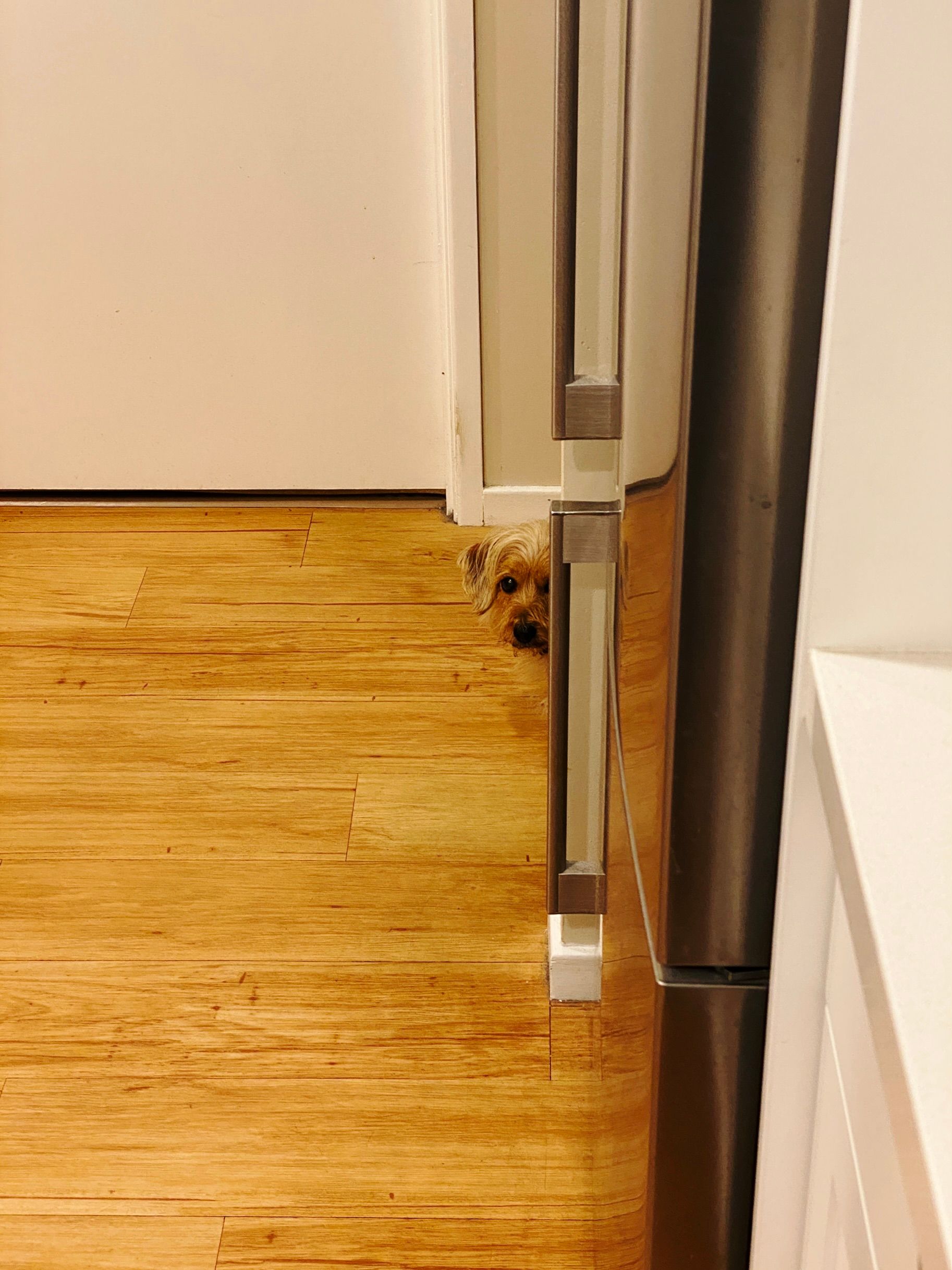 A photo of a small scruffy blonde dog that has just one of his eyes visible and none of his body while he stares at me from around the entrance to our hallway.