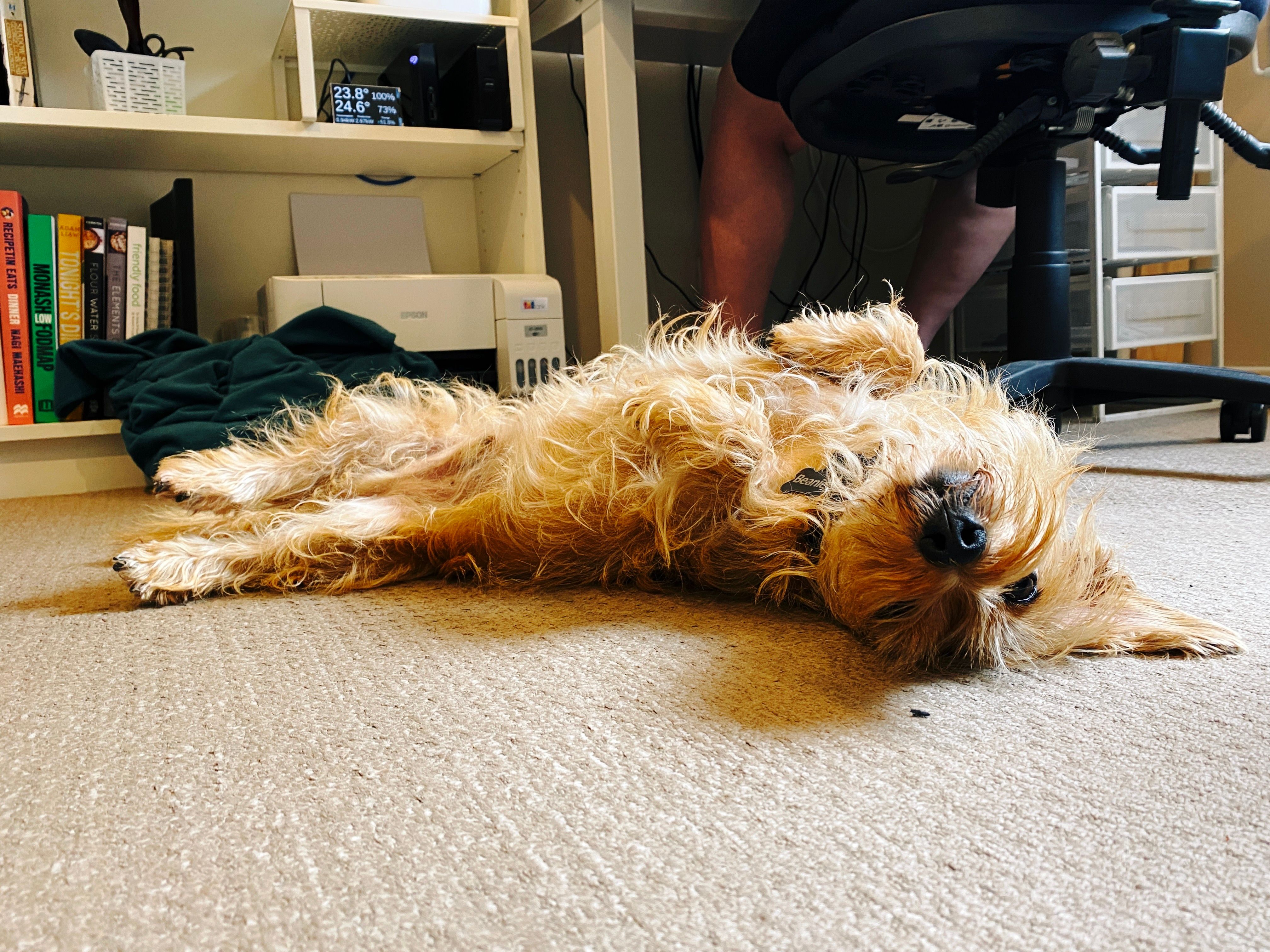 A photo of a small scruffy blonde dog lying completely upside-down, with the top of his head against the carpet.