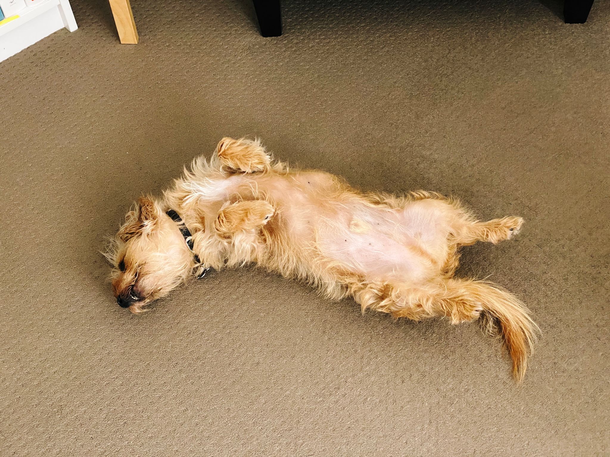 A photo of a small scruffy blonde dog lying upside-down with his legs in the air.