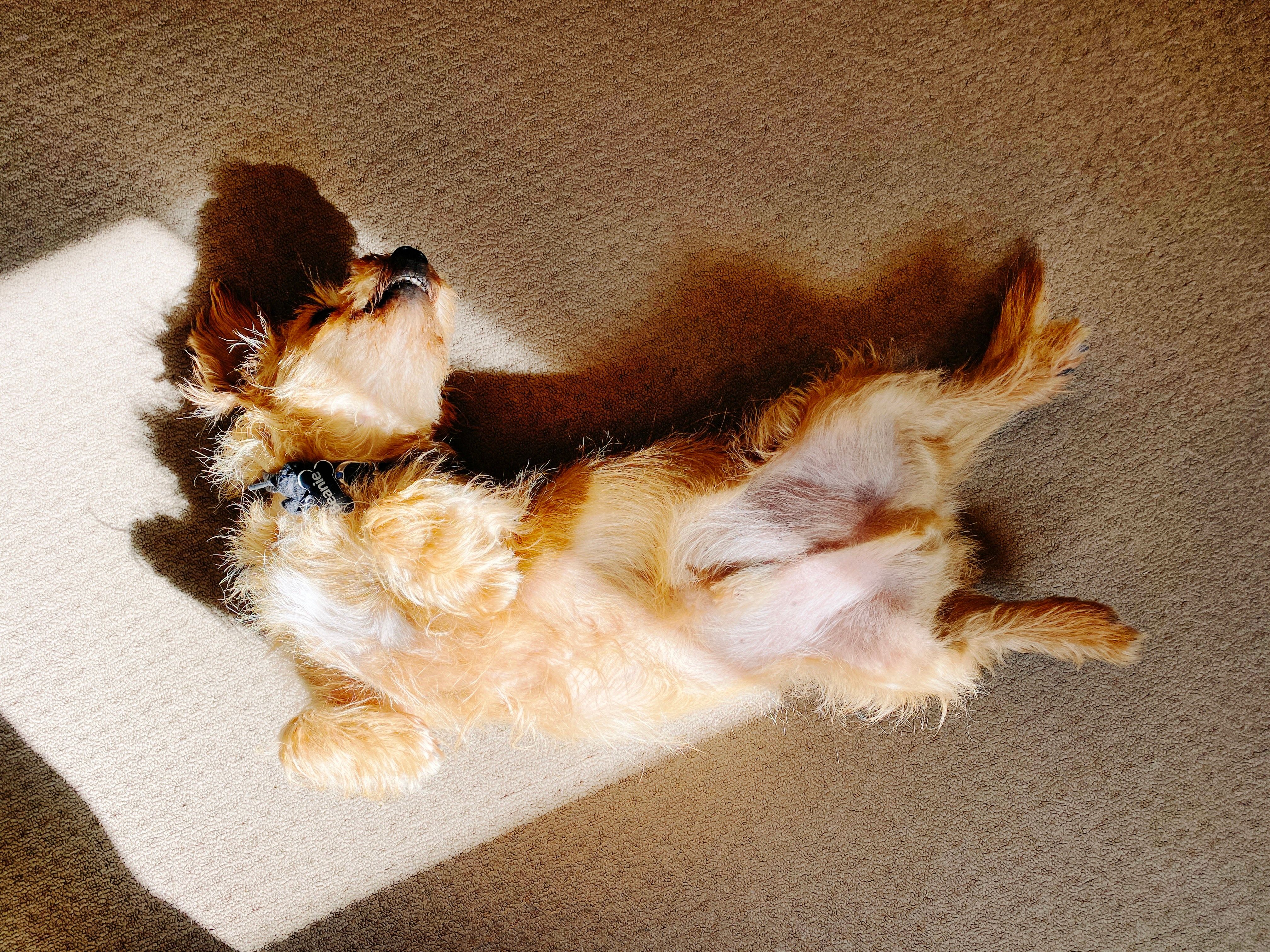A photo of a small scruffy blonde dog lying completely upside-down in a patch of sunlight. Both of his back legs are sticking straight out and you can see his top row of teeth because his mouth is slightly open.