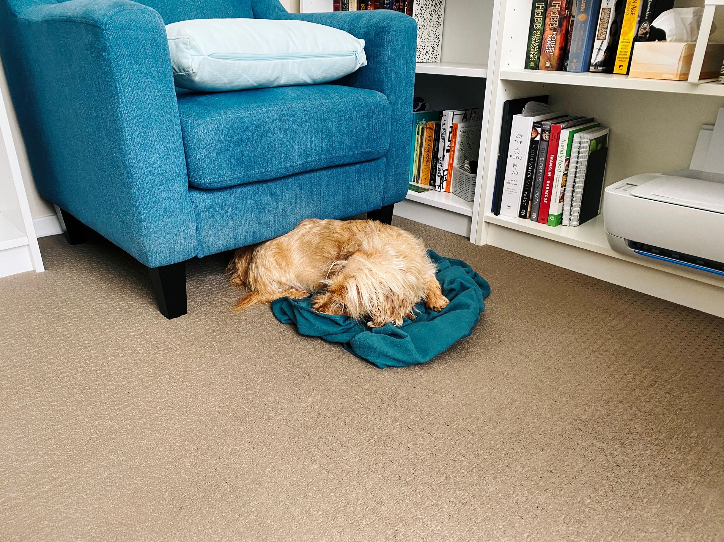 A photo of a small scruffy blonde dog lying curled up on a blanket right next to an armchair, with his back end under the gap between the bottom of the chair and the floor.