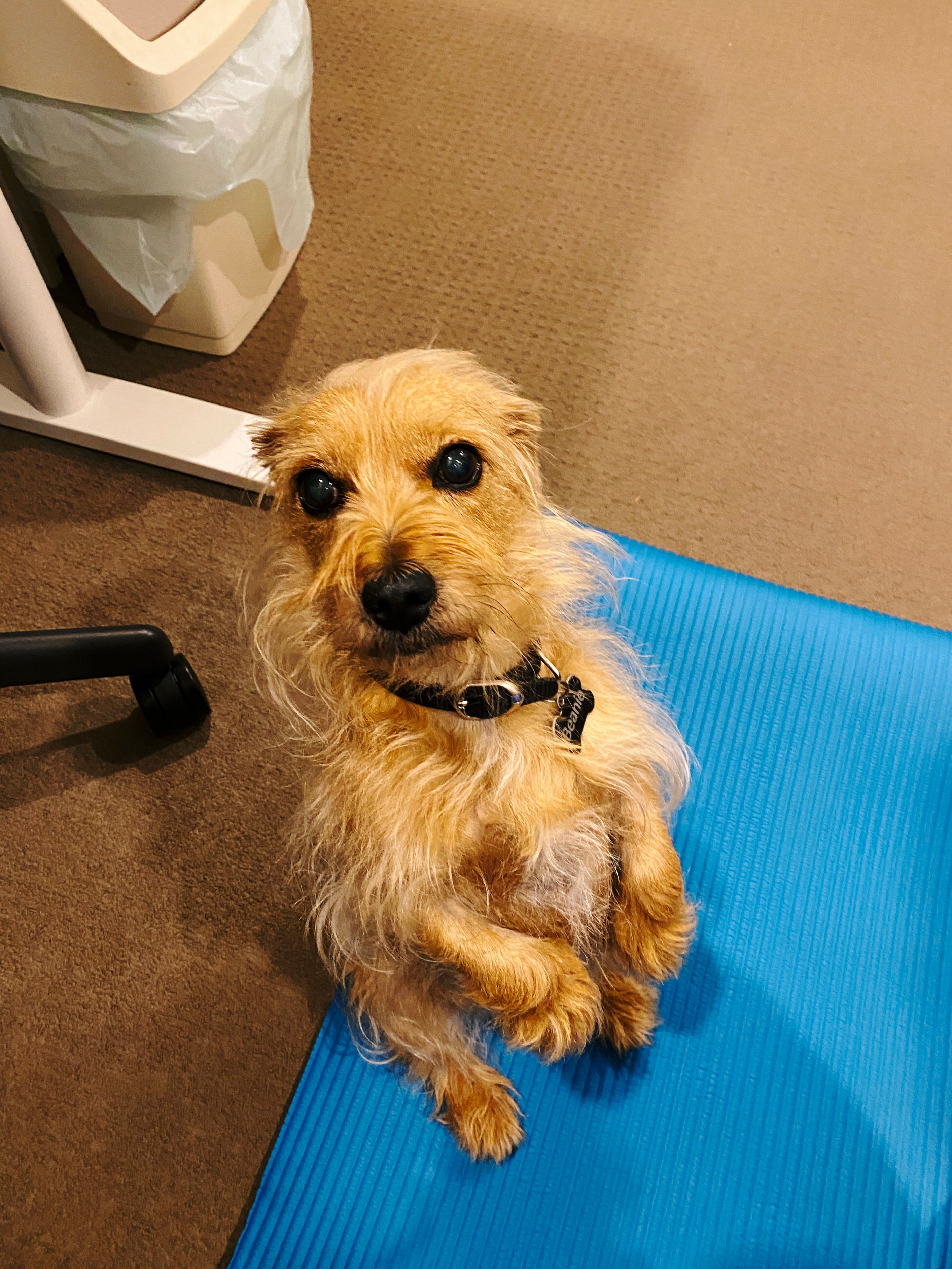 A photo of a small scruffy blonde dog sitting up on his back haunches with his ears EXTREMELY back, looking imploringly at the camera.