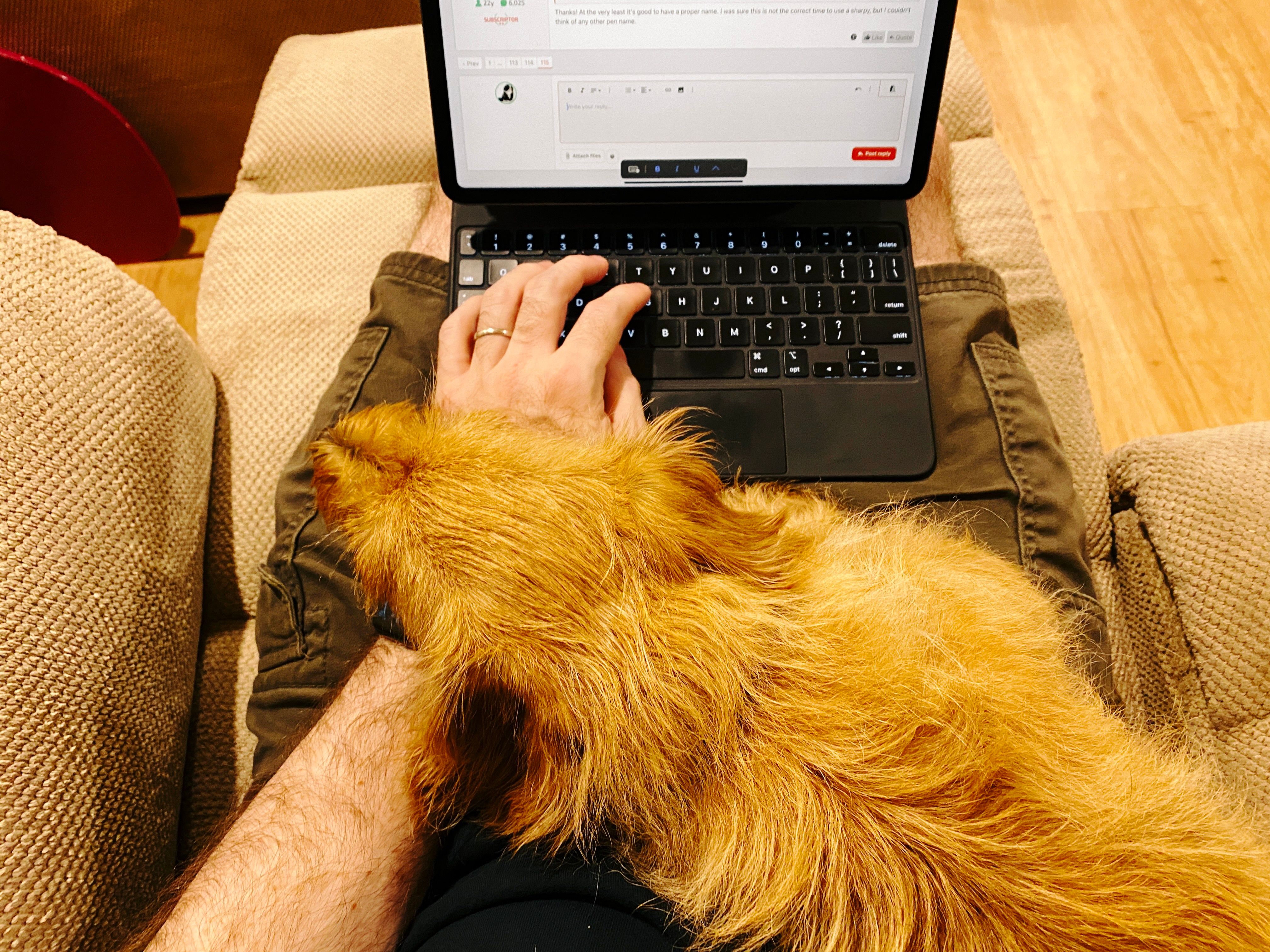 A photo taken from my perspective looking down at my lap. My iPad and Magic Keyboard are on my lap, my left hand is on the keyboard, and there's a small scruffy blonde dog lying across my lap with his head on my left wrist.