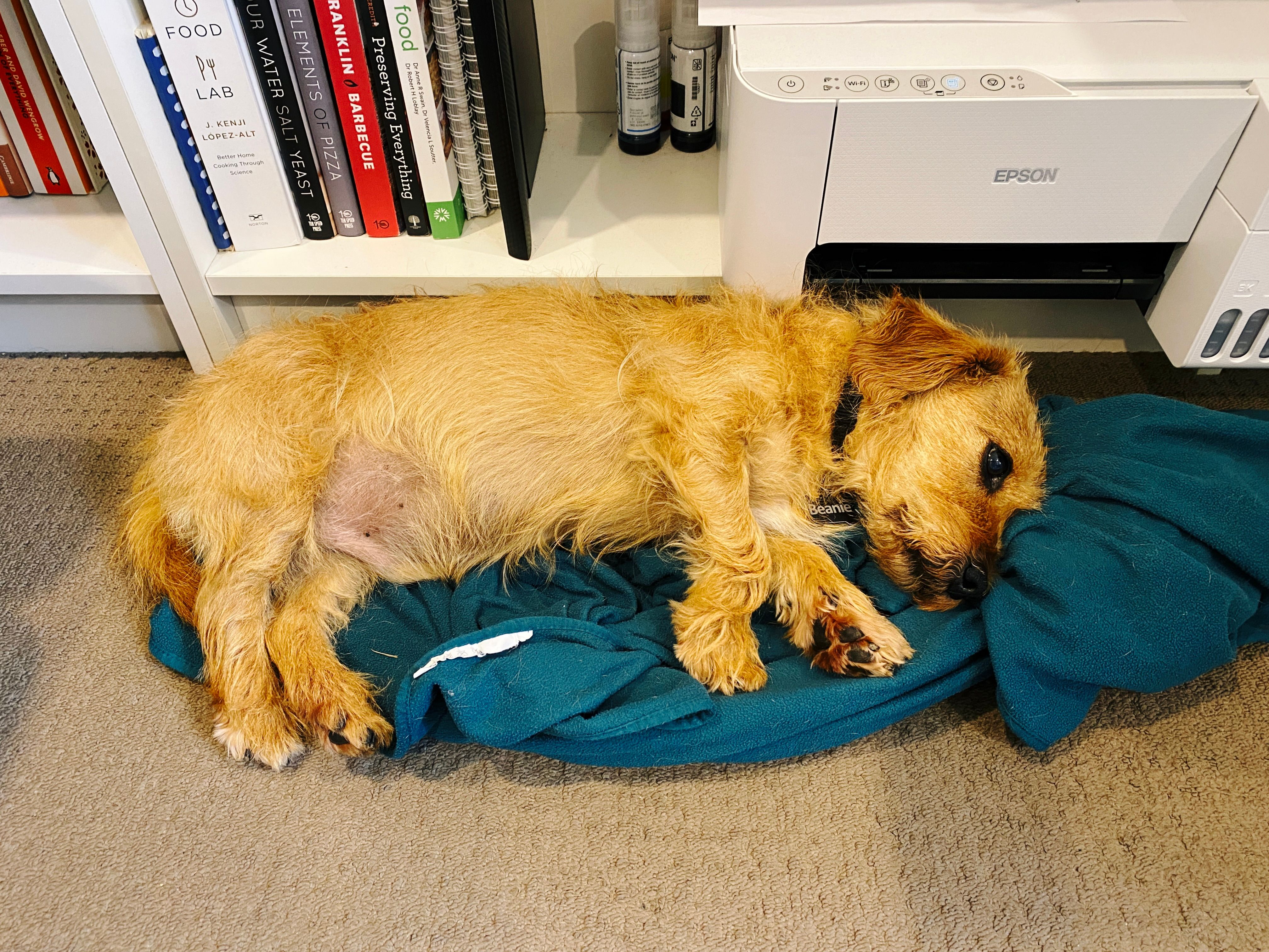 A photo of a small scruffy blonde dog lying on his side on a green blanket, which is hard against a bookshelf that has a printer and various books on it.
