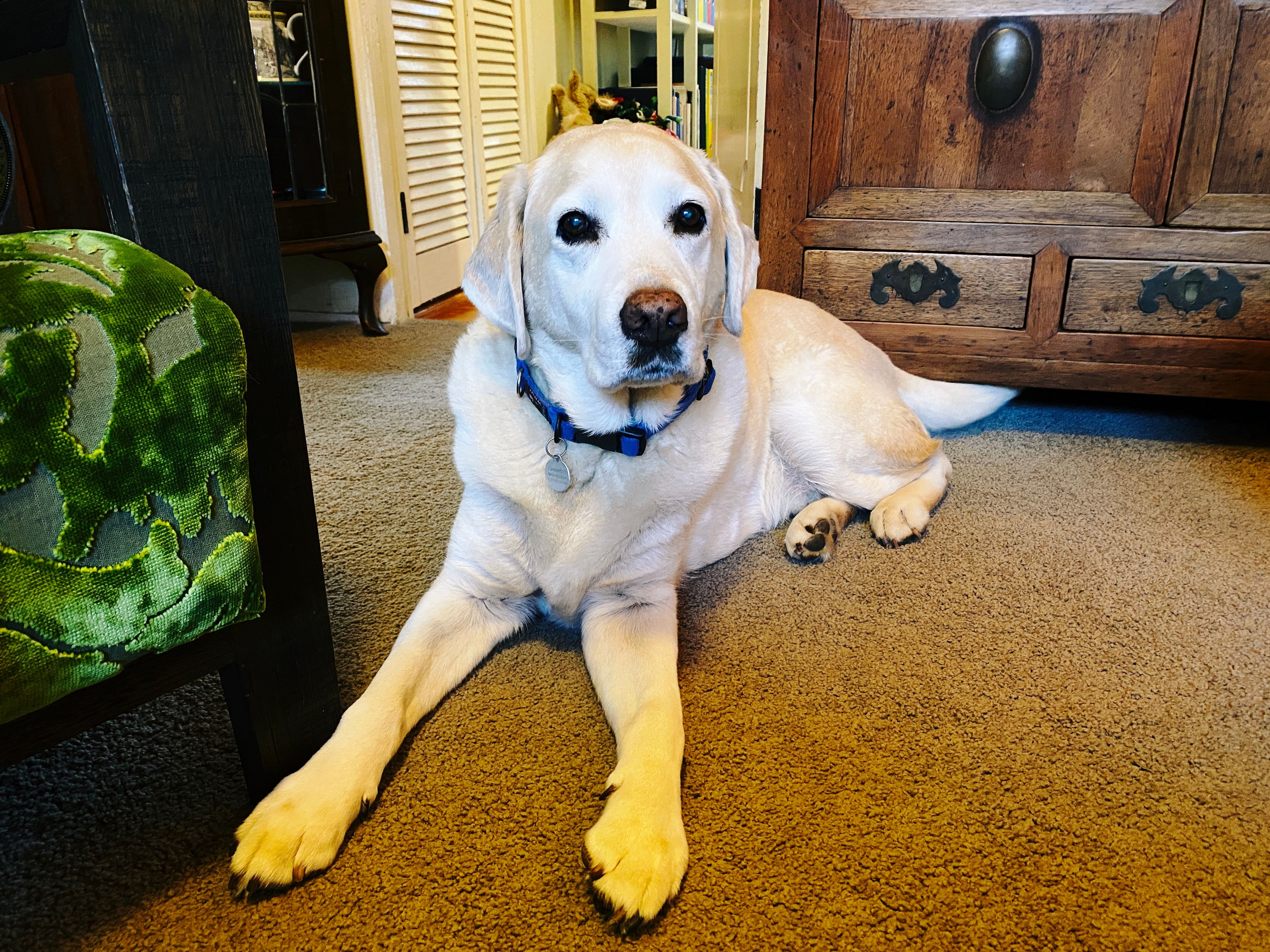 A photo an old golden labrador lying on the carpet looking at the camera.